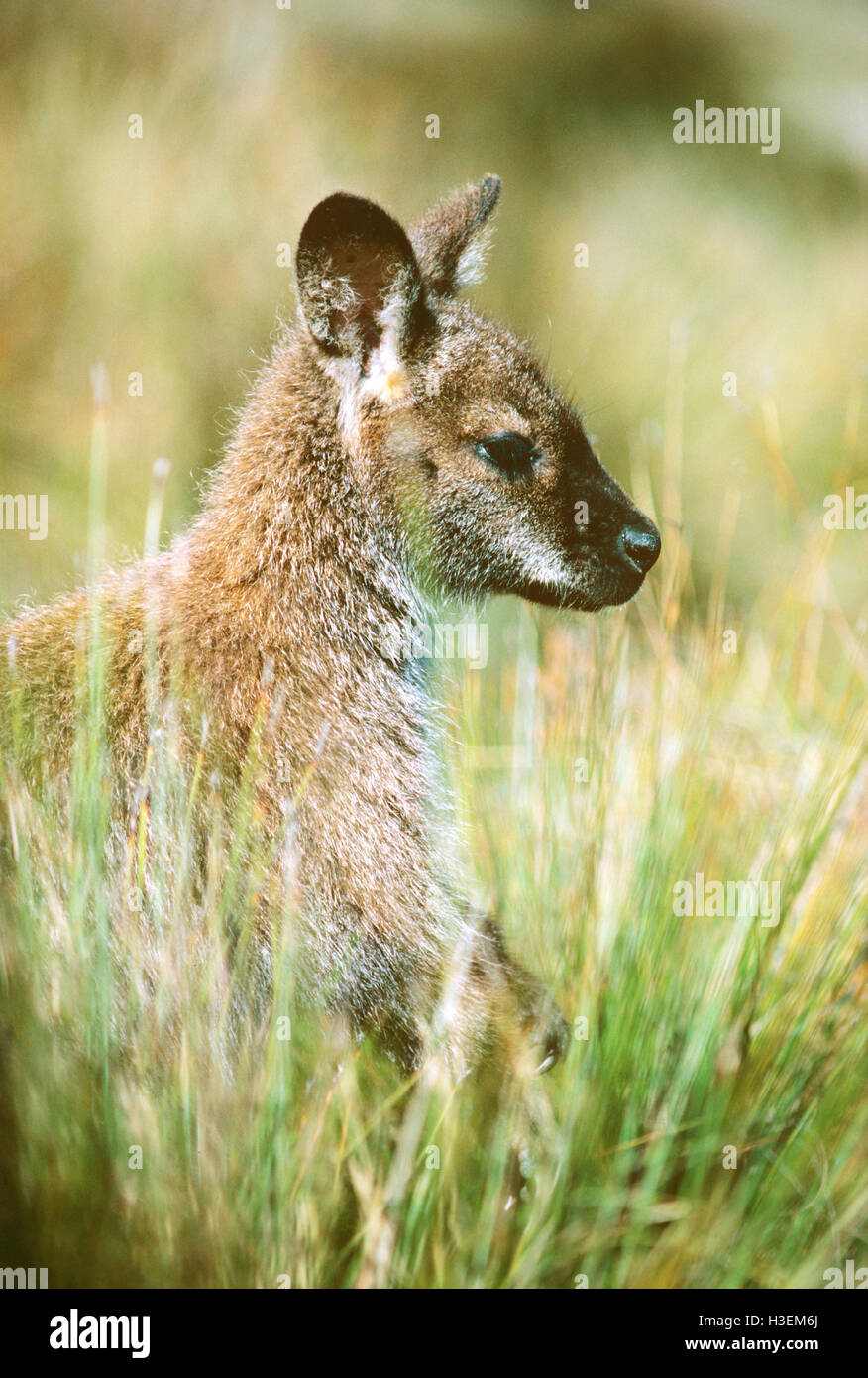 Bennett’s wallaby (Macropus rufogriseus rufogriseus), in grass. Cradle Mountain-Lake St Clair National Park, Tasmania, Australia Stock Photo