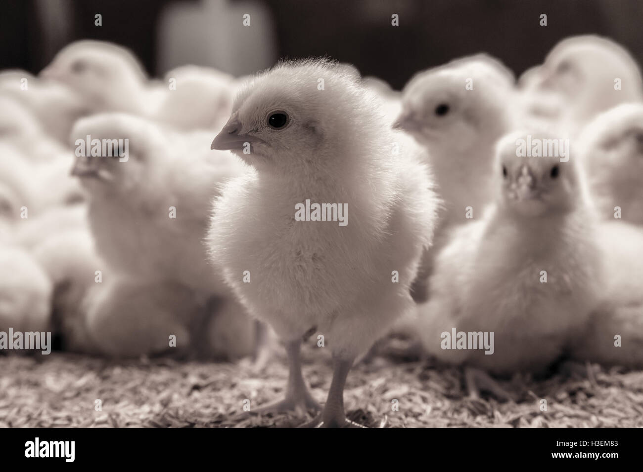 Closeup of one day old chickens in black and white Stock Photo