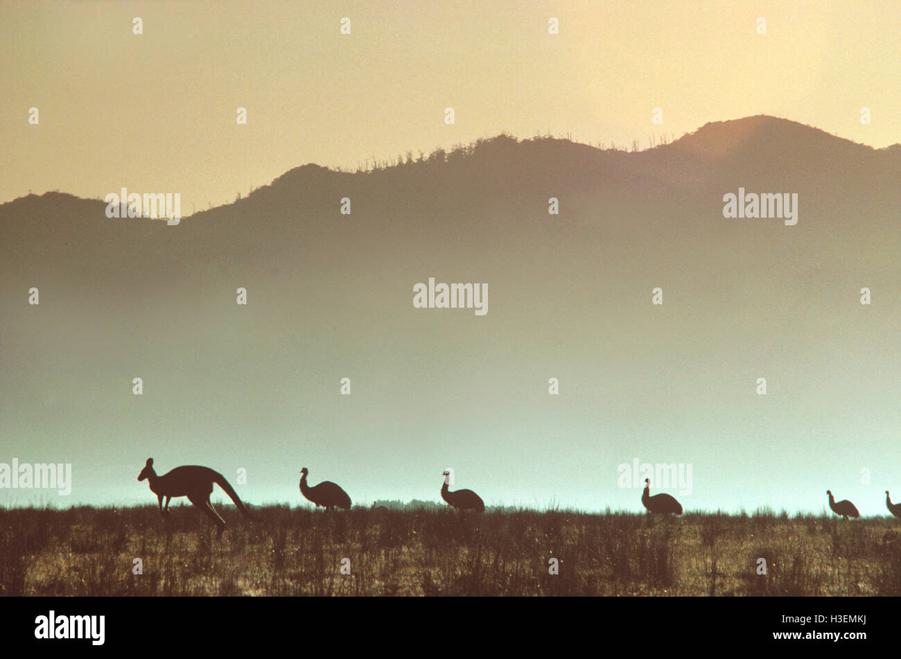 Eastern grey kangaroo (Macropus giganteus), with Emus silhouetted at sunset. Southern Australia Stock Photo