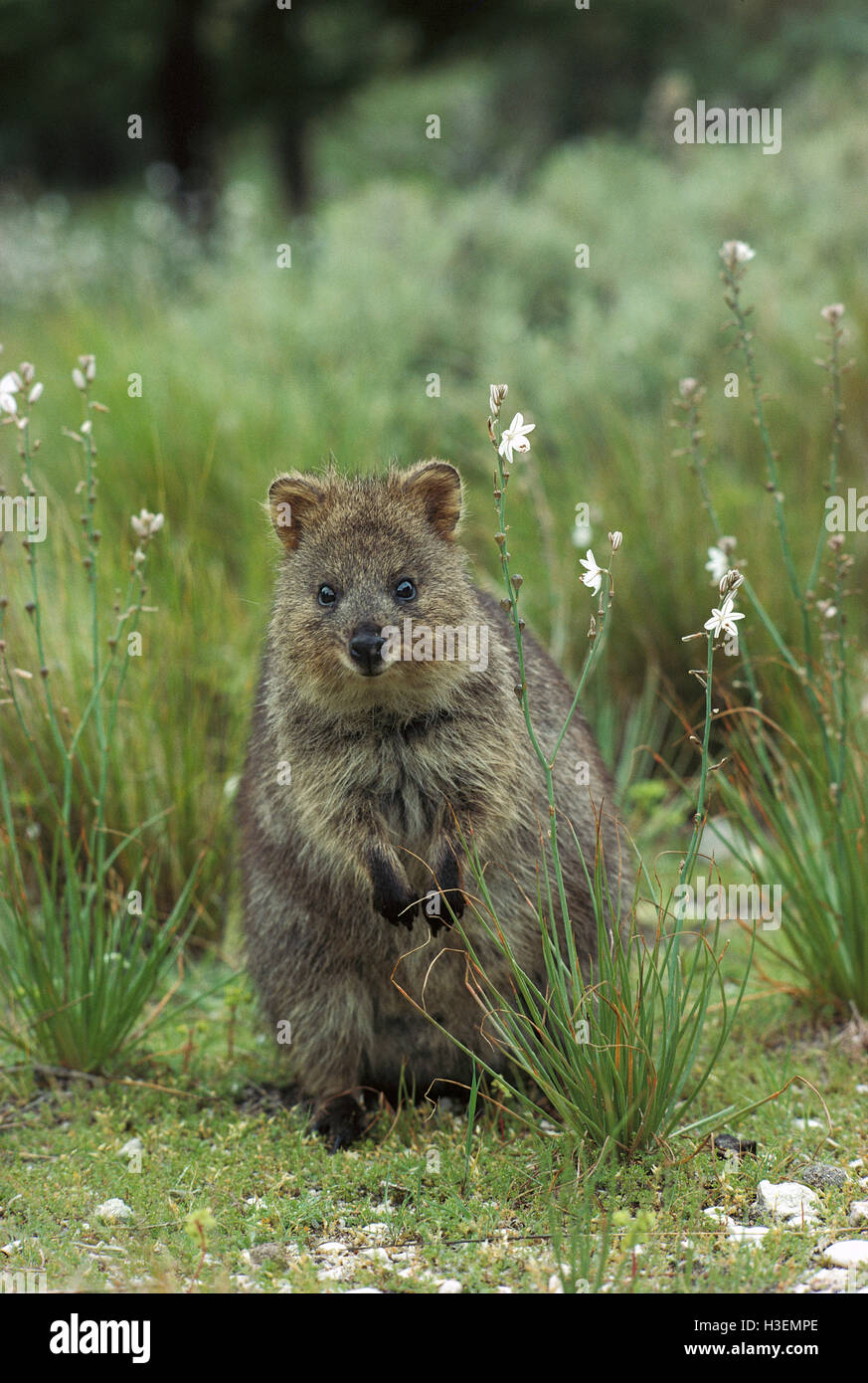 Quokka (Setonix brachyurus), sitting, looking at photographer. Rottnest Island, Western Australia Stock Photo