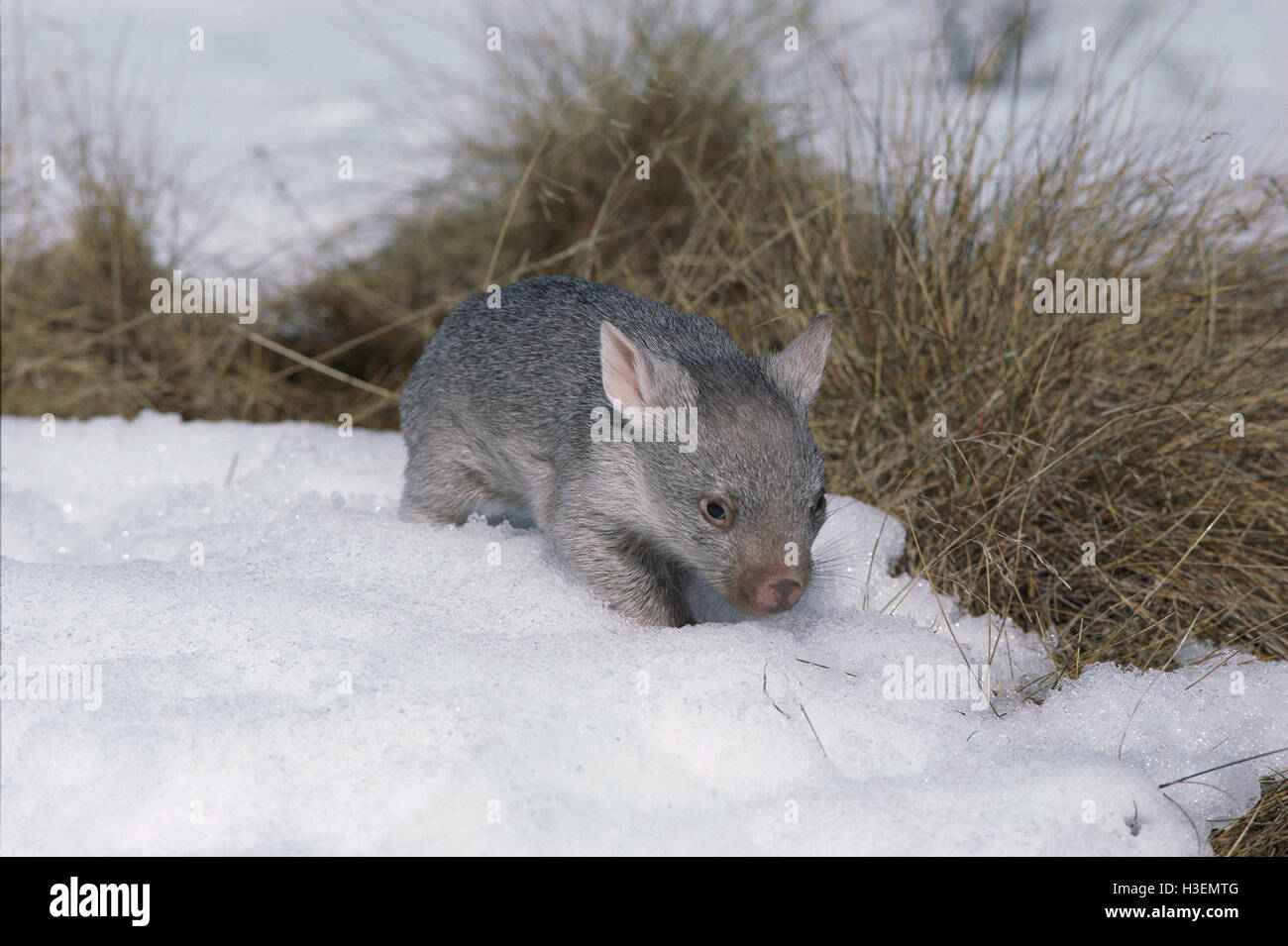 Common wombat (Vombatus ursinus), baby, in snow. Kosciuszko National Park, New South Wales, Australia Stock Photo