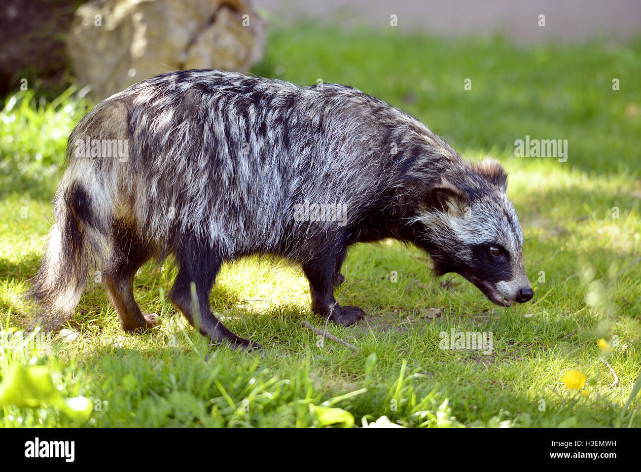 Raccoon dog (Nyctereutes procyonoides) on grass seen from profile Stock Photo