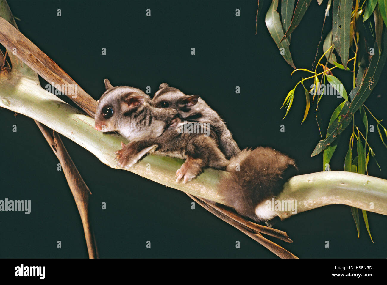Sugar glider (Petaurus breviceps), female and young about 95 days old. Australia. Stock Photo