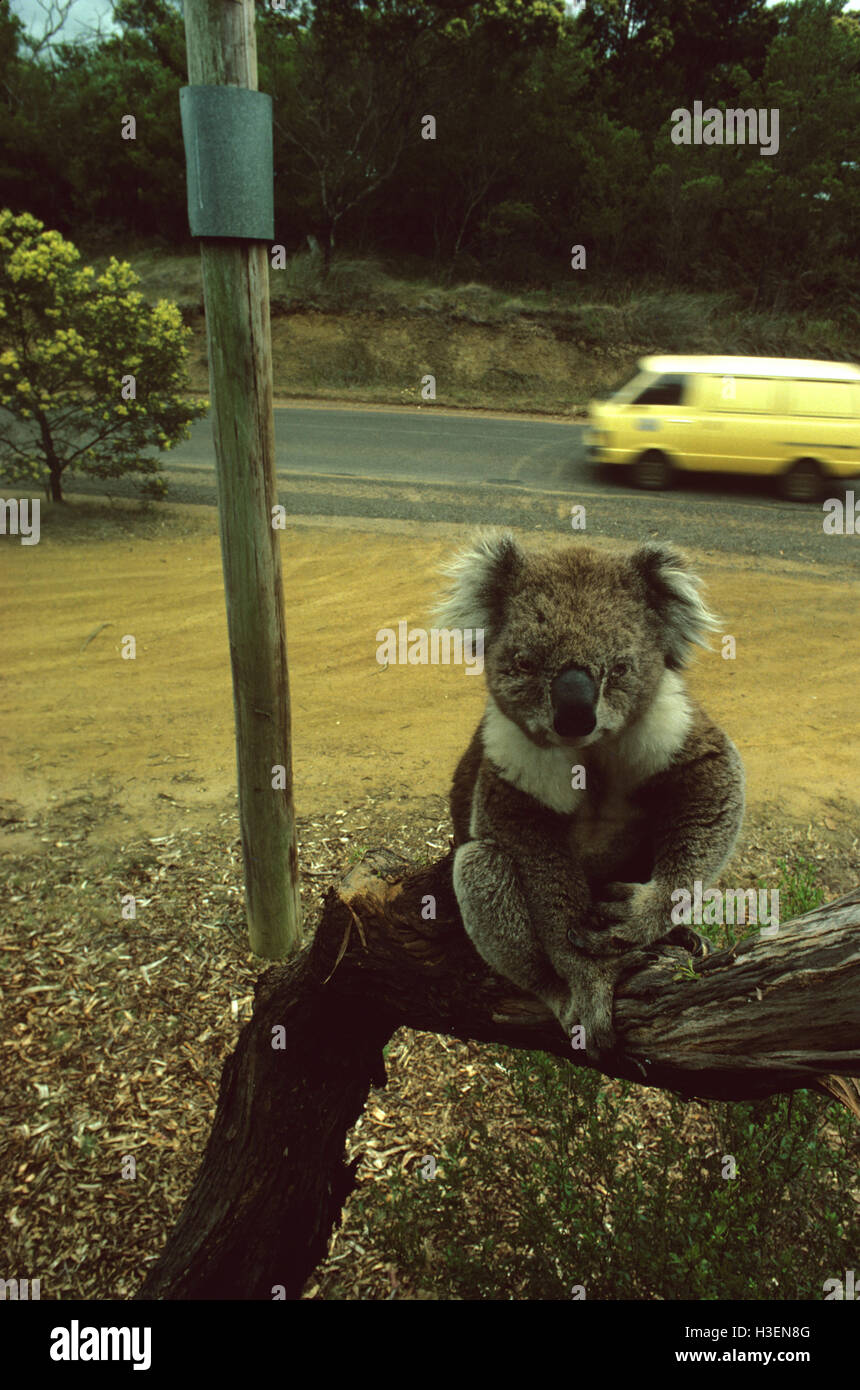 Koala (Phascolarctos cinereus), blind koala sitting on branch. Phillip Island, Victoria, Australia Stock Photo