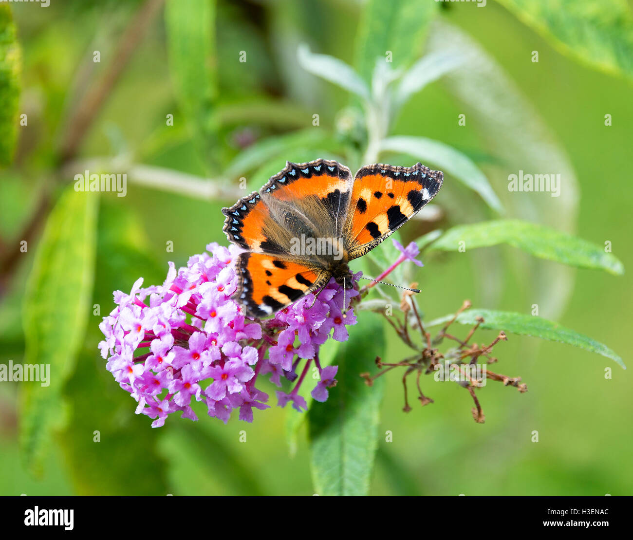 Beautiful Small Tortoiseshell Butterfly Feeding on a purple Buddleja Flower in a Garden in Alsager Cheshire England UK Stock Photo