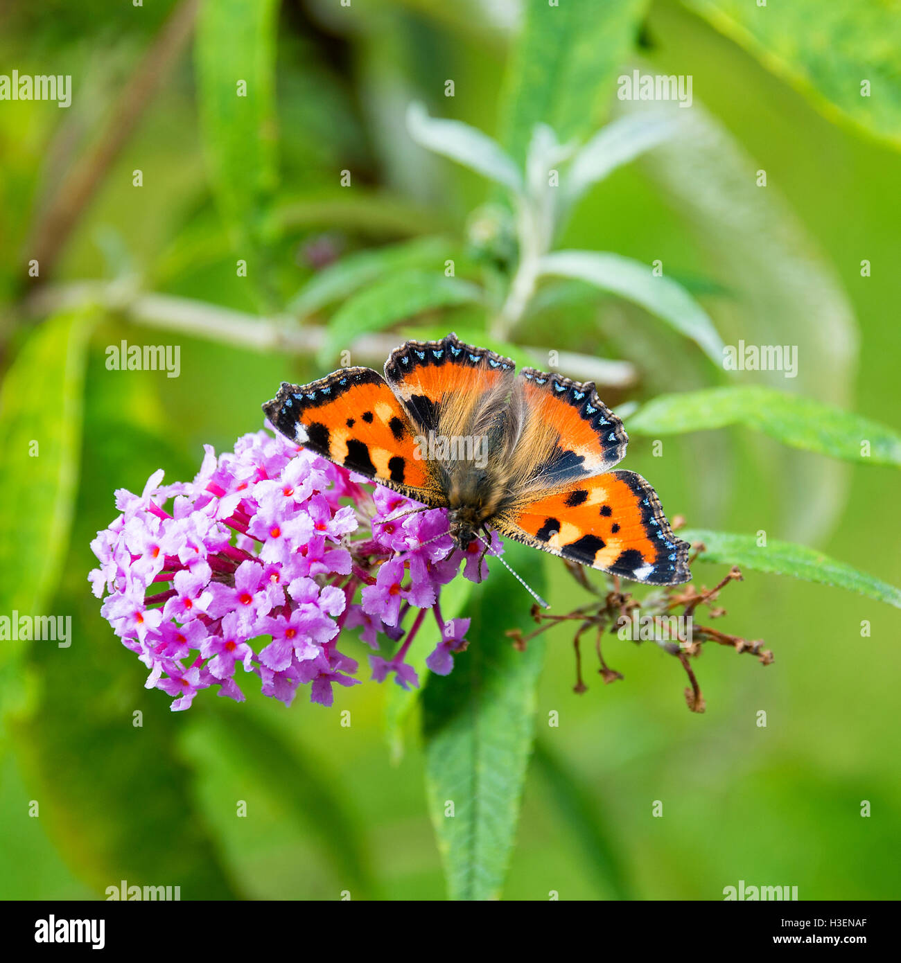 Beautiful Small Tortoiseshell Butterfly Feeding on a purple Buddleja Flower in a Garden in Alsager Cheshire England UK Stock Photo