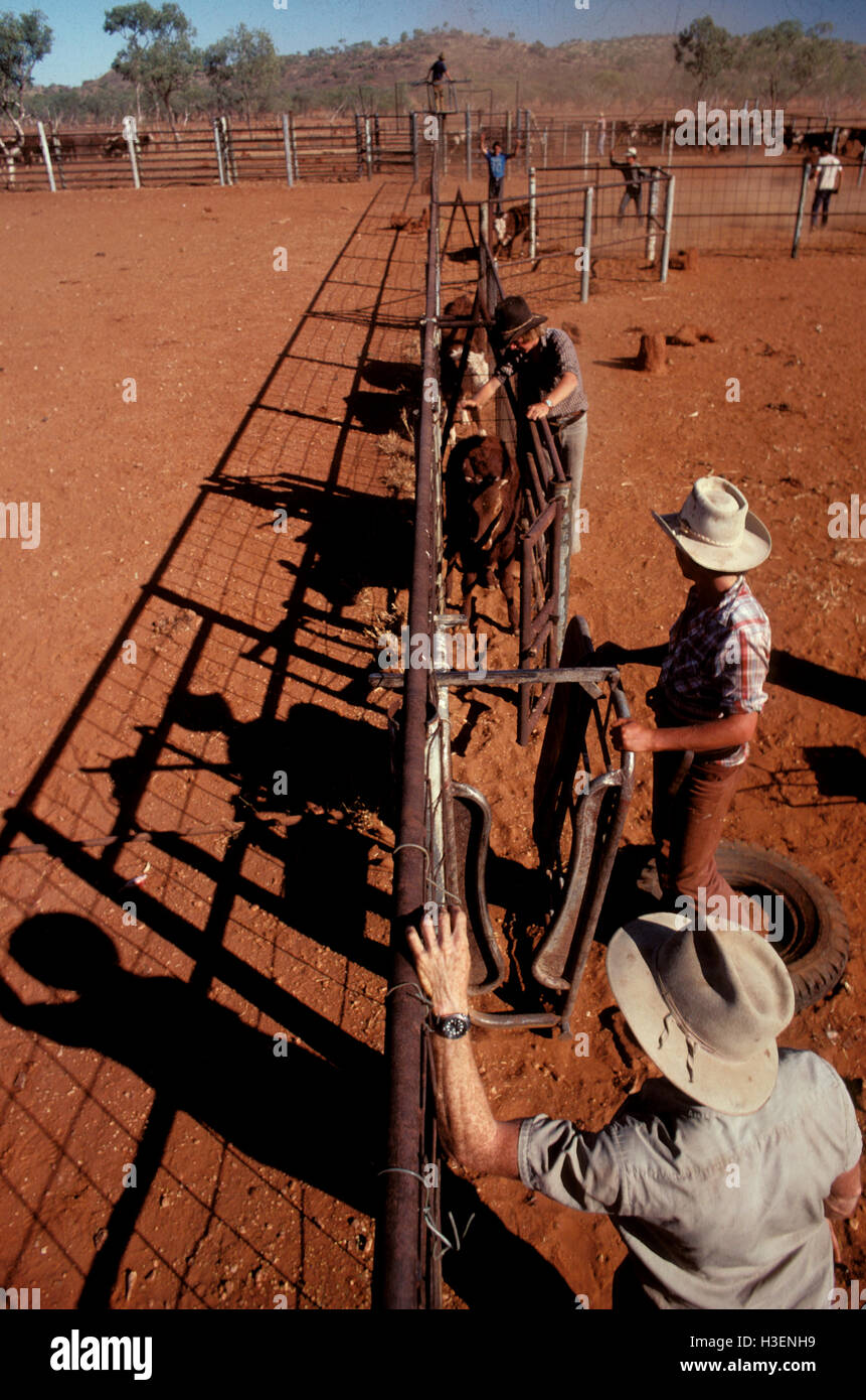Mustering during the dry season, with stockmen at calf branding cradle. Devonport cattle station, Queensland, Australia Stock Photo