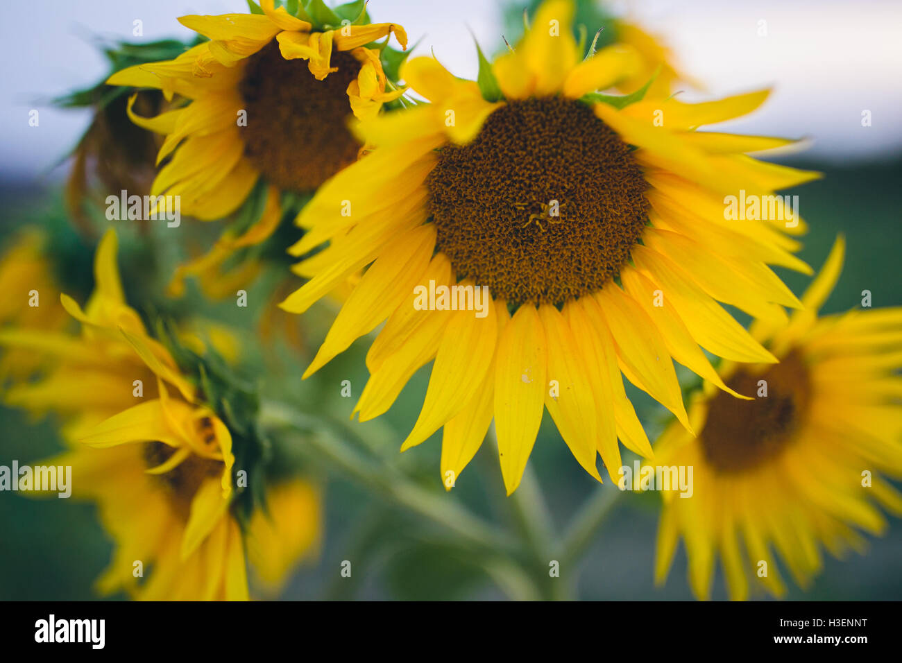 sunflowers in field, Tuscany, Italy Stock Photo - Alamy