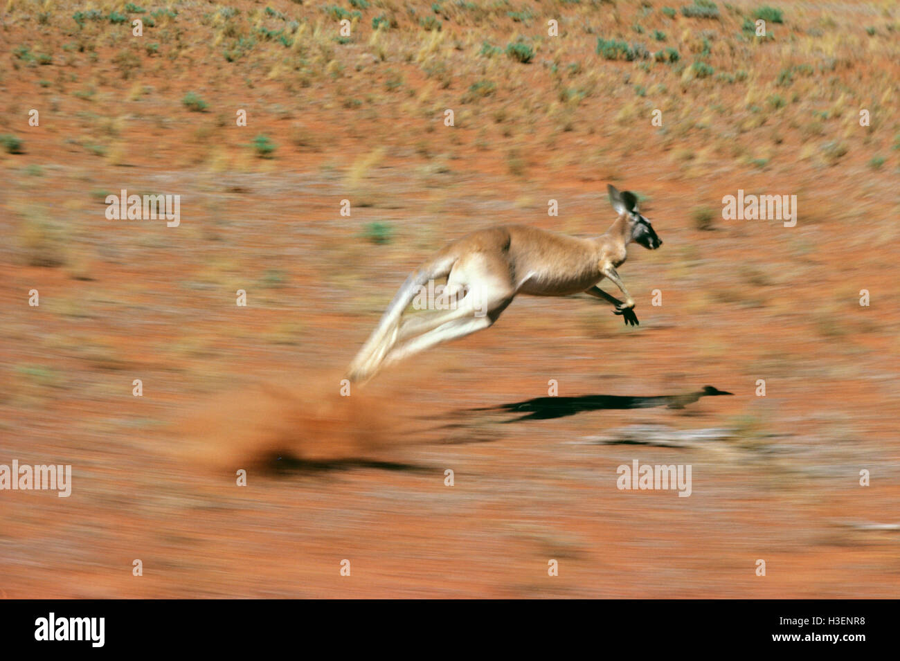 Red kangaroo (Macropus rufus), running very fast. Western New South Wales, Australia Stock Photo
