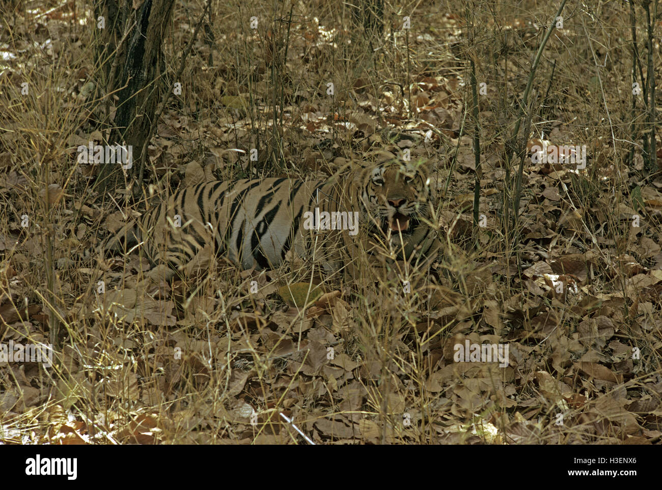 Bengal tiger (Panthera tigris tigris), camouflaged in dry grass. Kanha National Park, Madhya Pradesh, India Stock Photo