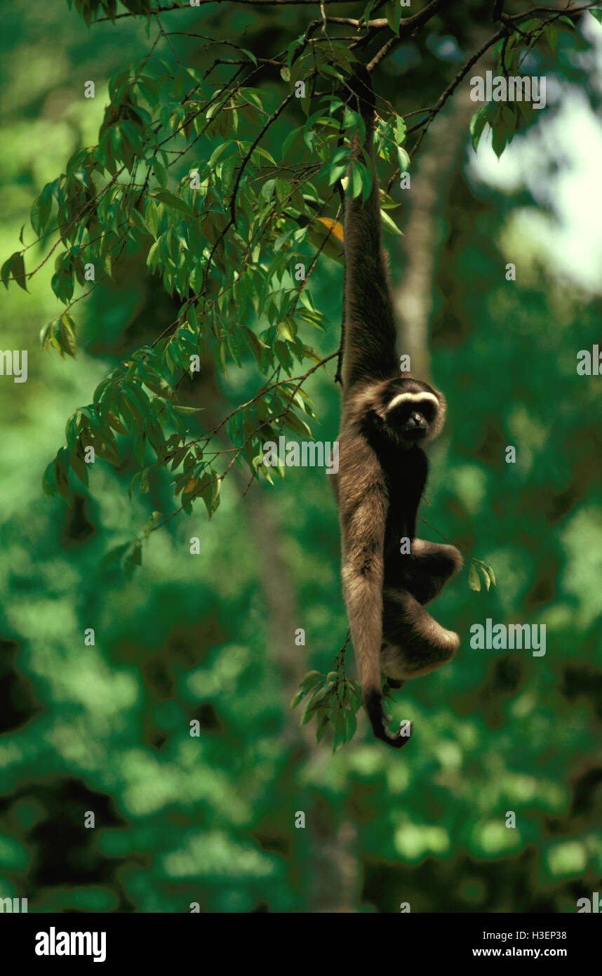 Bornean gibbon (Hylobates muelleri), swinging from tree. Sabah, Borneo, Malaysia Stock Photo