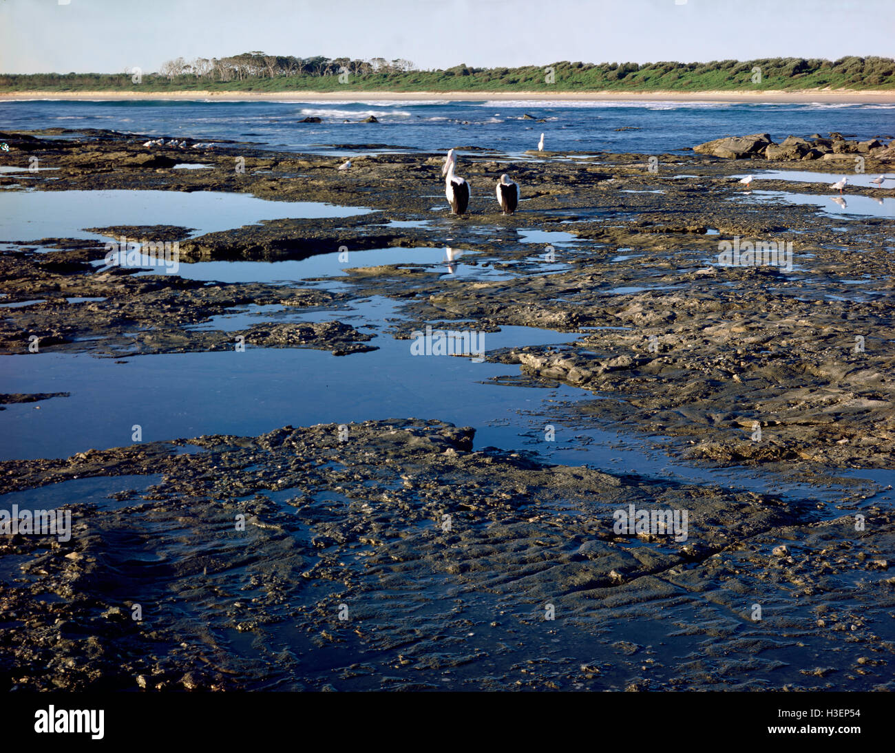 Rock platform at low tide with pelicans. Bundjalung National Park, New South Wales, Australia Stock Photo