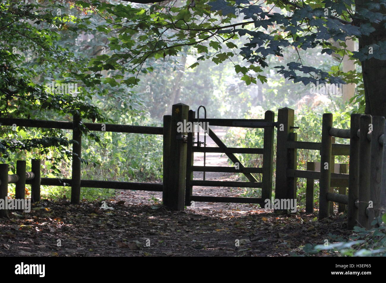 Woods gate fence hi-res stock photography and images - Alamy