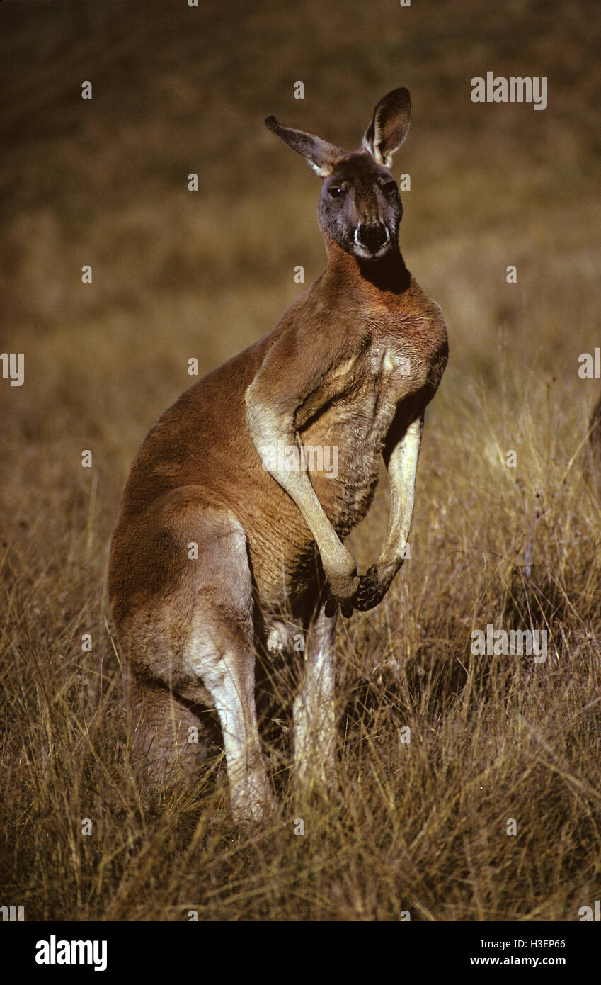 Red kangaroo (Macropus rufus), powerful male. Western New South Wales, Australia Stock Photo