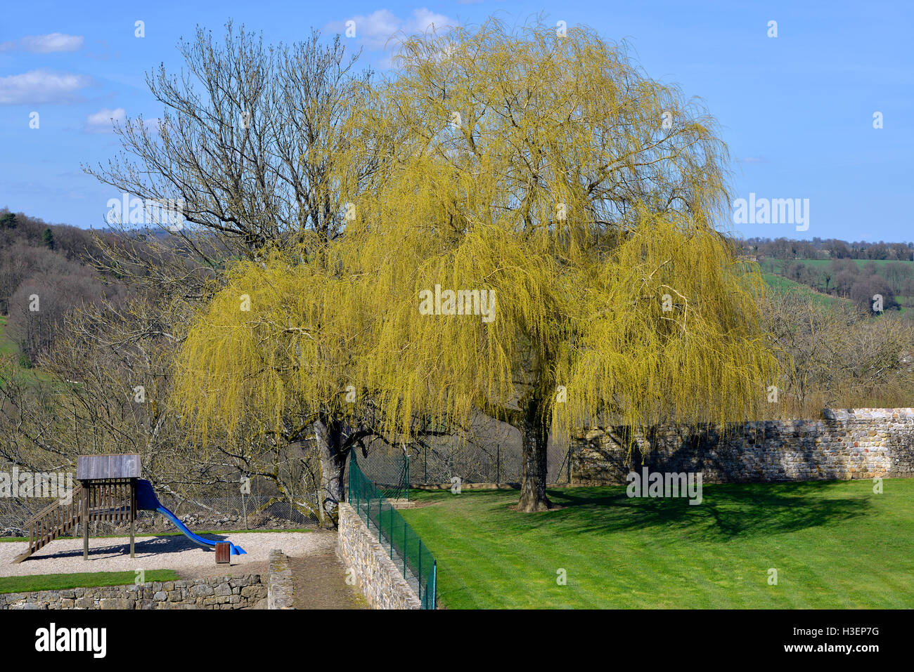 Yellow weeping willow hi-res stock photography and images - Alamy