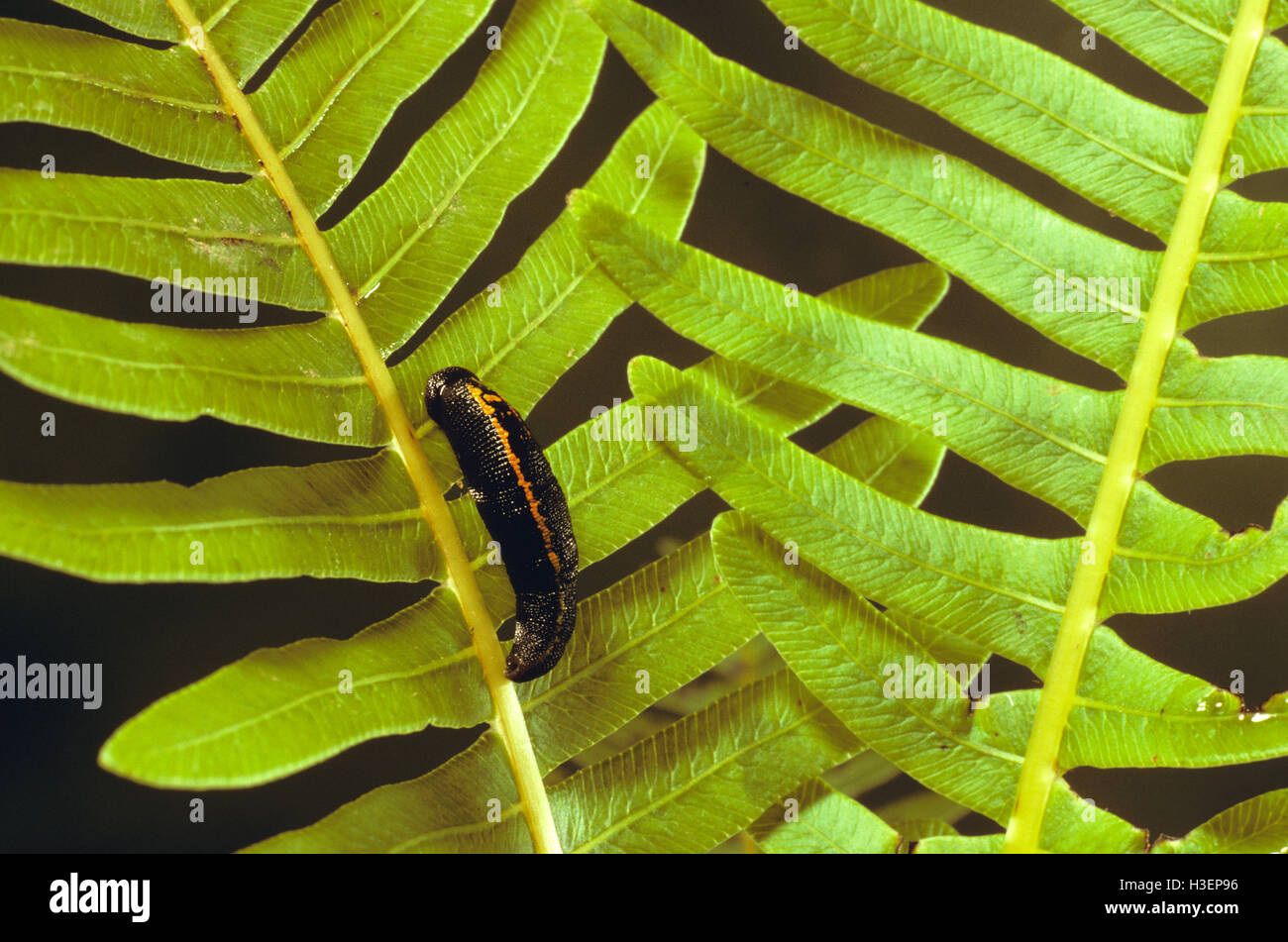 Leech (fam. Hirudinidae), on fern frond. Australia Stock Photo