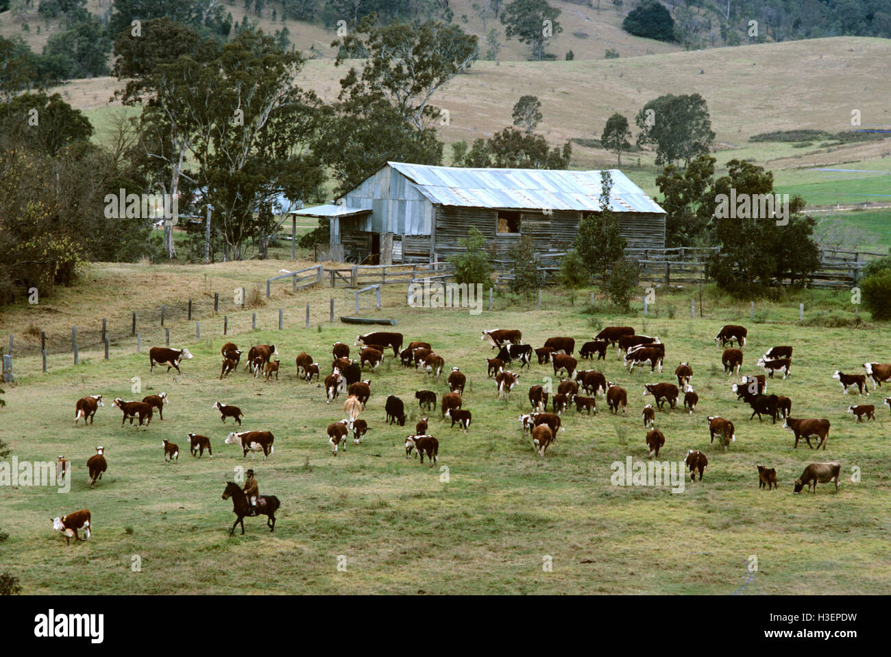 Aerial photograph of farm with herd of beef cattle and farmer mustering on horseback. Stock Photo