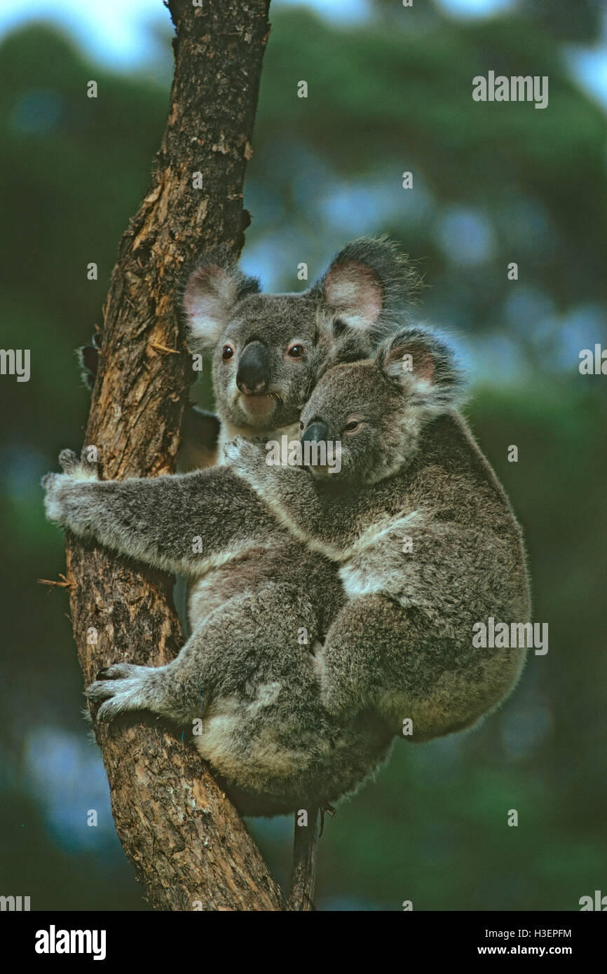 Koala (Phascolarctos cinereus), female and young. Australia Stock Photo
