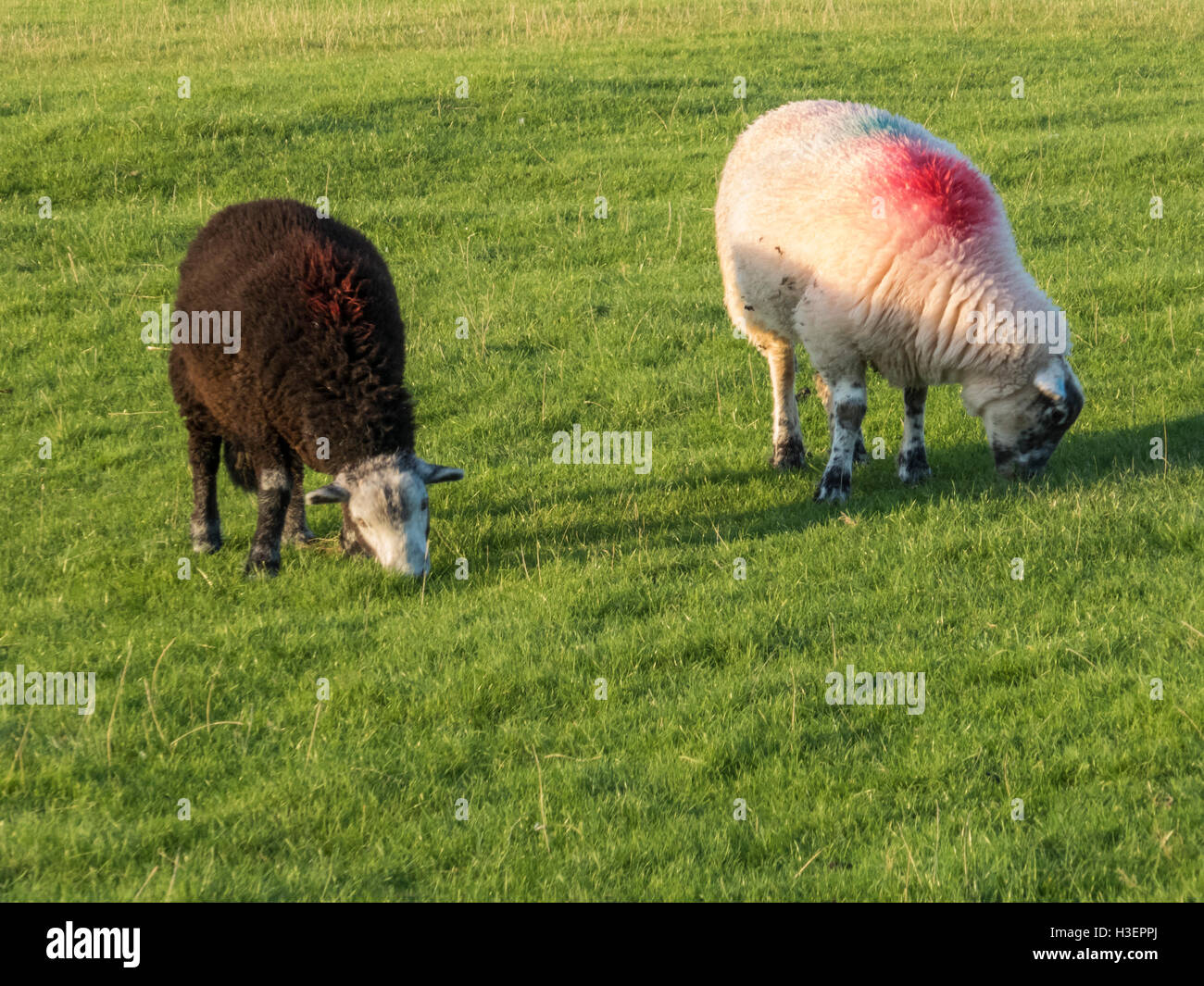 Sheep marking dye hires stock photography and images Alamy
