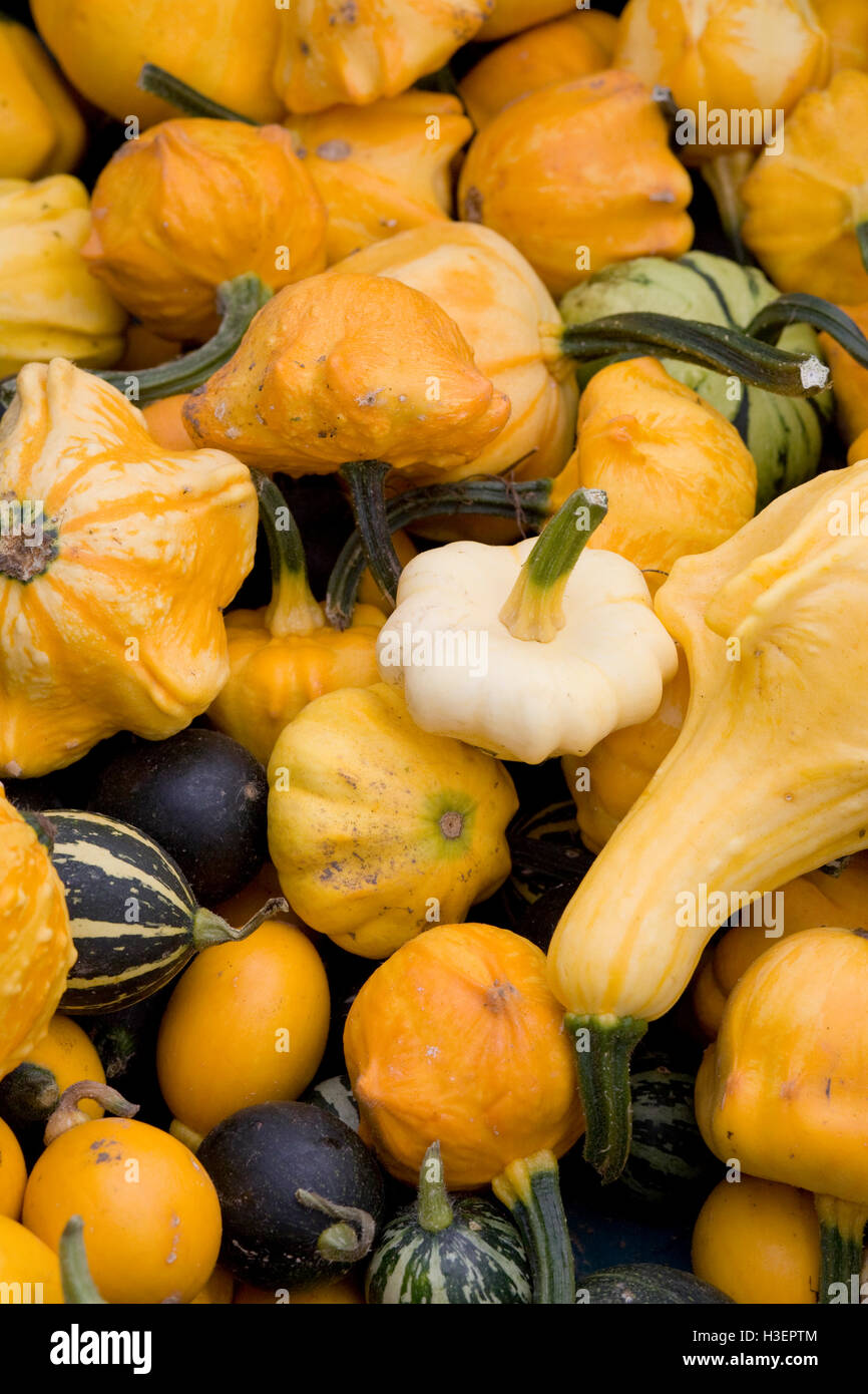 Cucurbita, Ornamental Pumpkins Stock Photo