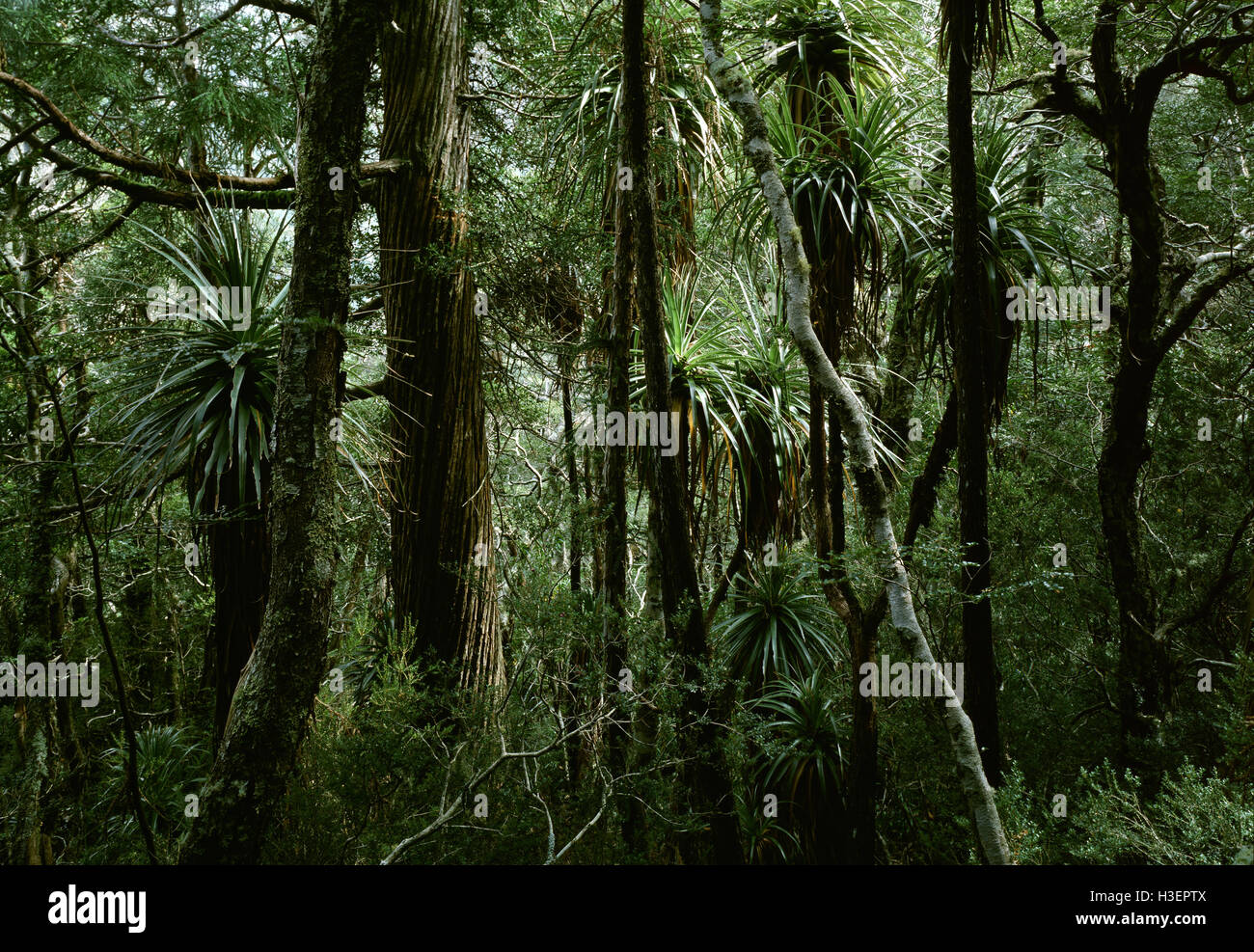 Temperate rainforest with Pandanus, King Billy pine (Athrotaxis selaginoides), and Myrtle (Nothofagus cunninghami). Stock Photo