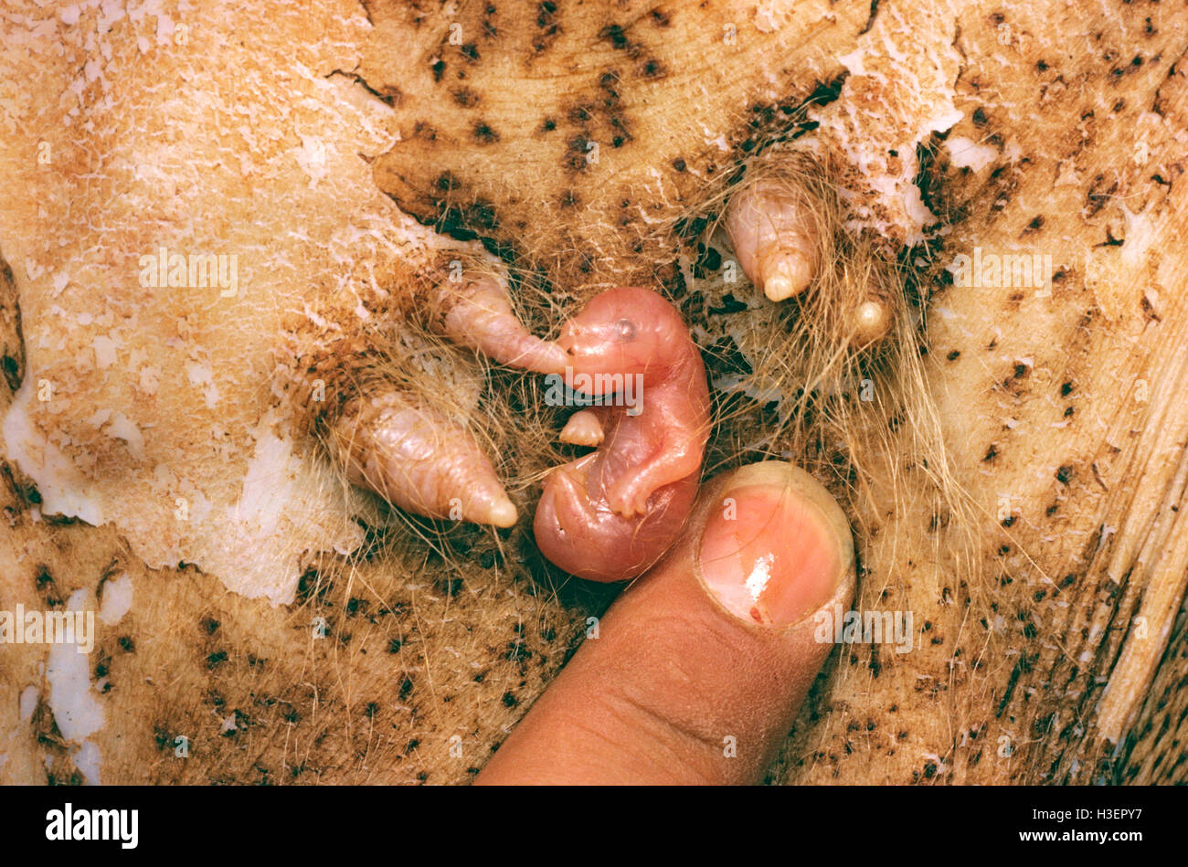 Red kangaroo (Macropus rufus), young, about three days old, inside pouch attached to one of four teats. Stock Photo