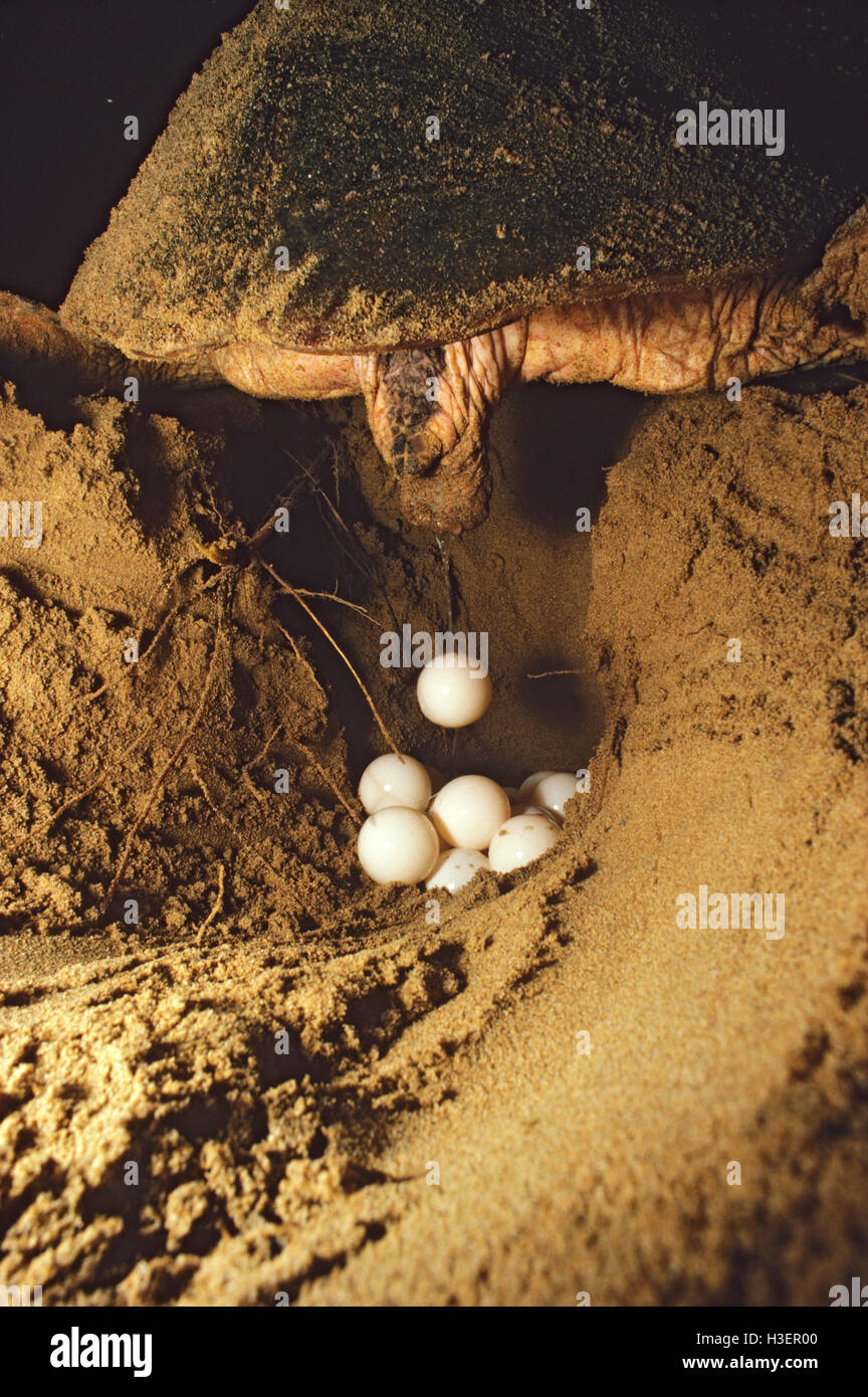 Loggerhead turtle (Caretta caretta), laying eggs. Stock Photo