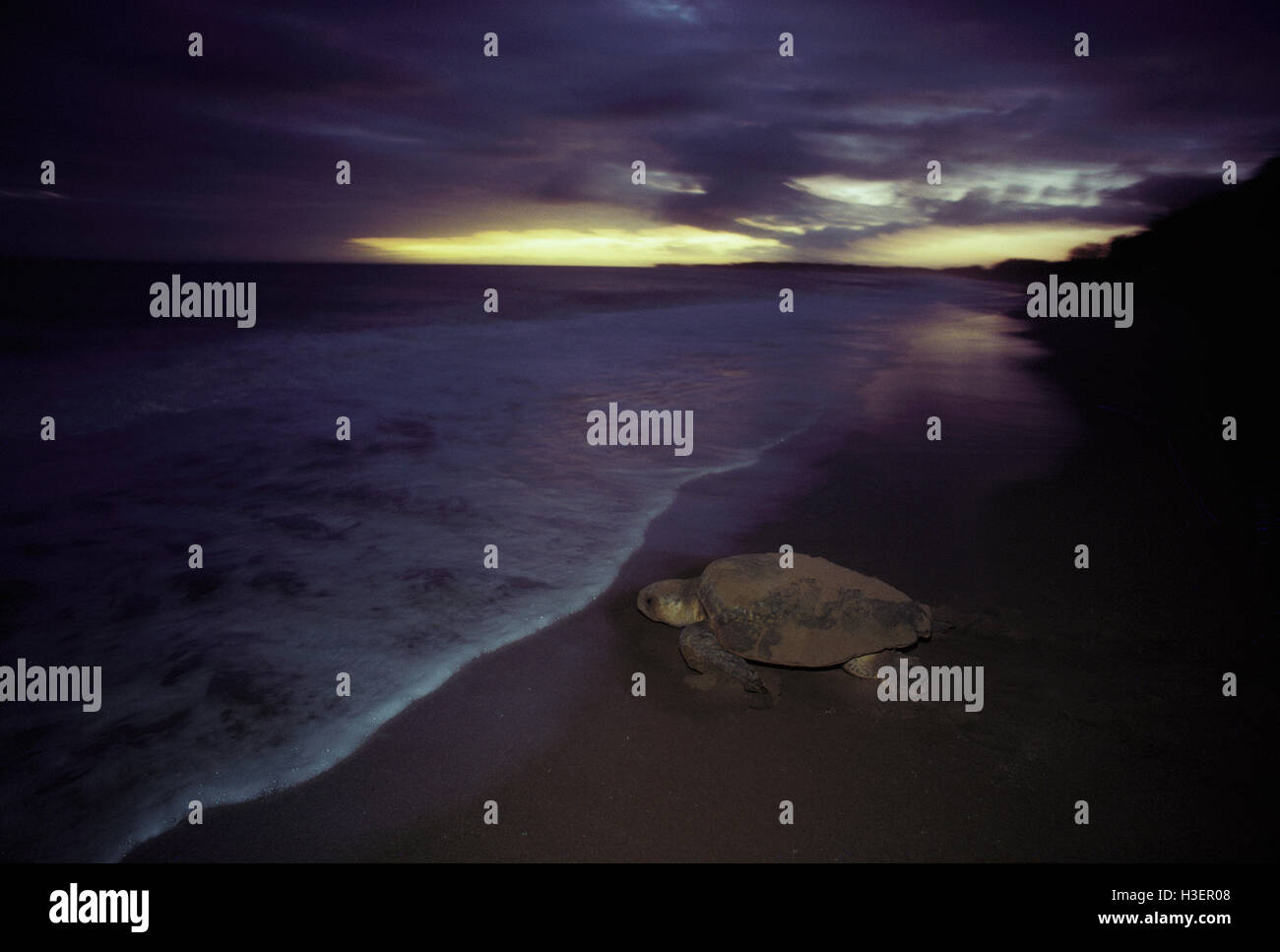Loggerhead turtle (Caretta caretta), returning to sea after laying eggs ...