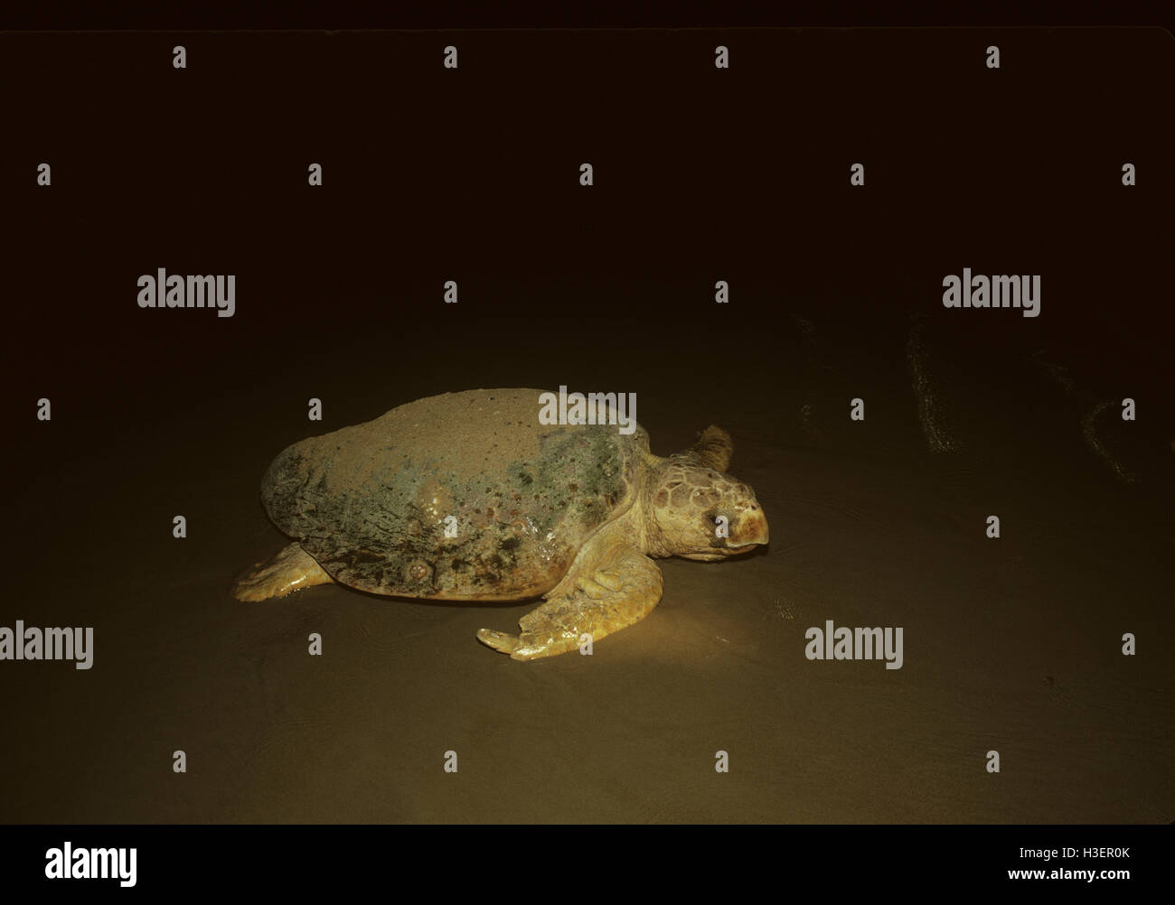 Loggerhead turtle (Caretta caretta), returning to sea after laying ...