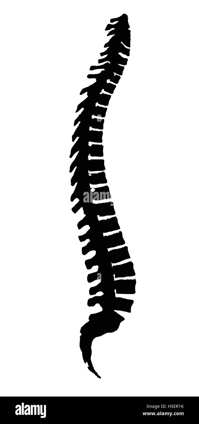 Silhouette spine isolated on a white background Stock Vector Image & Art -  Alamy