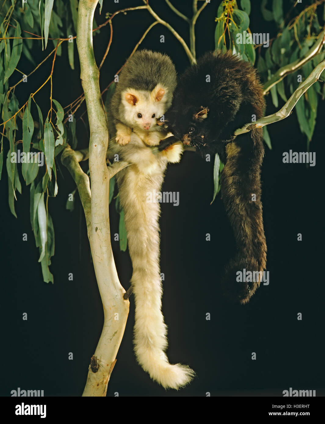 Greater gliders (Petauroides volans), light and dark phases