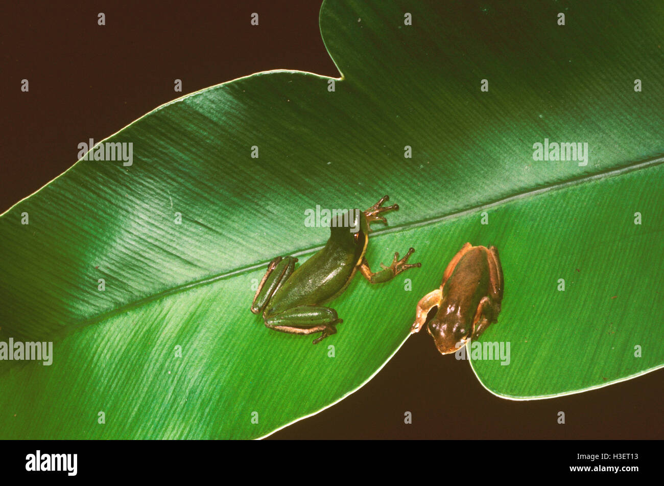 Northern dwarf tree frogs (Litoria bicolor), pair on a large leaf. North Queensland, Australia Stock Photo