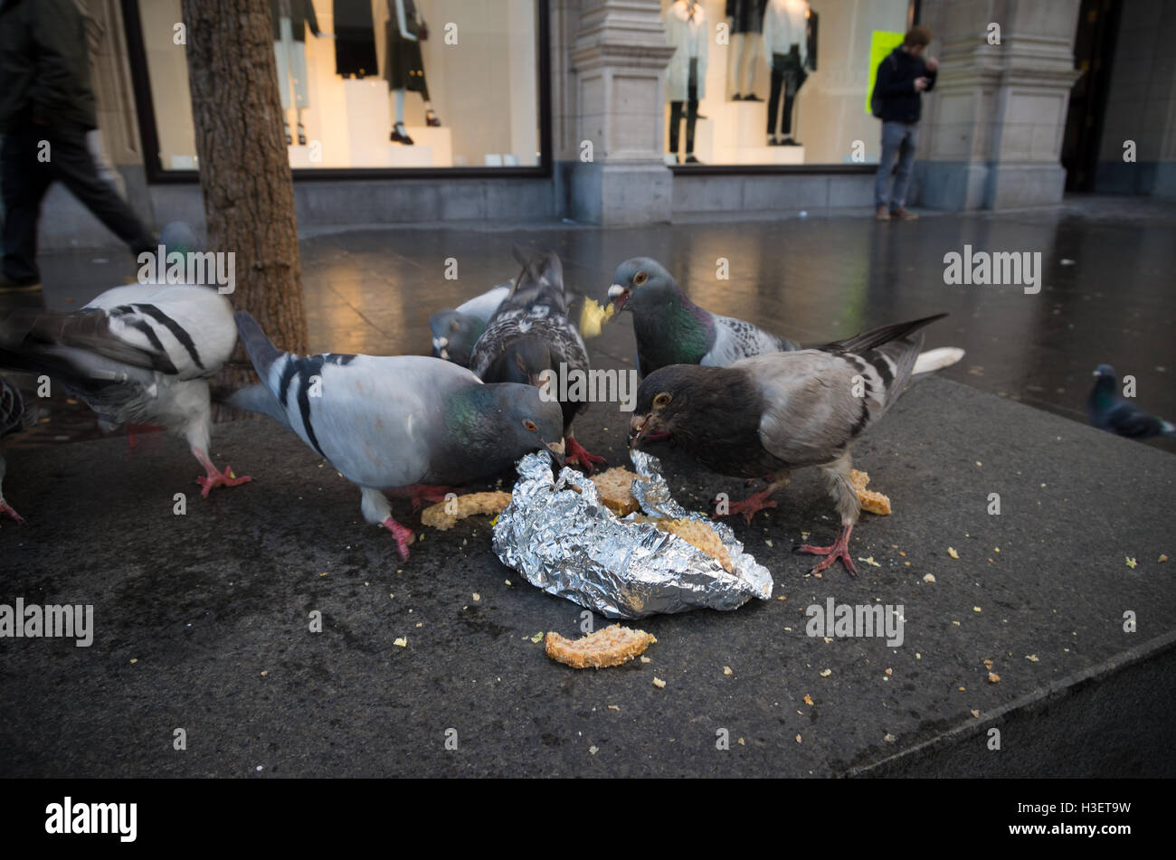 group of pigeons eating some waste bread in the antwerp shopping Biology Diagrams