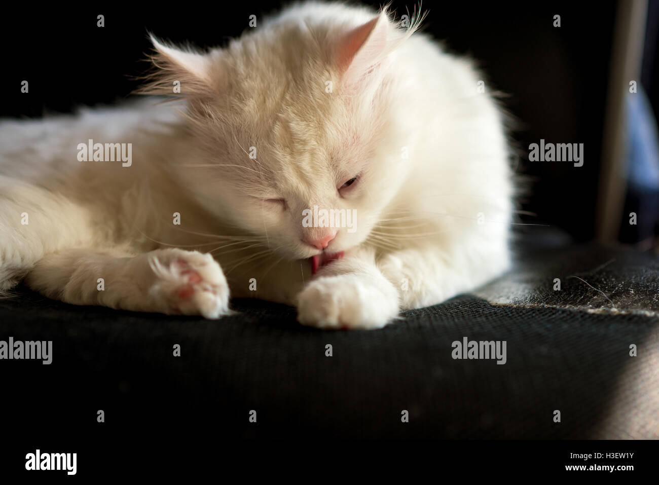 white cat licking lying on chair Stock Photo Alamy