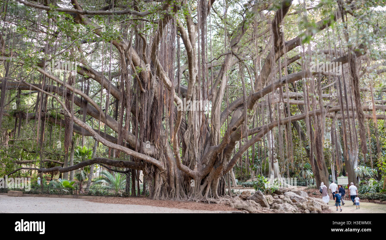 Big old tree in Botanical Garden of Hamma in Algiers. It was established in 1832 and is now still considered one of the most imp Stock Photo