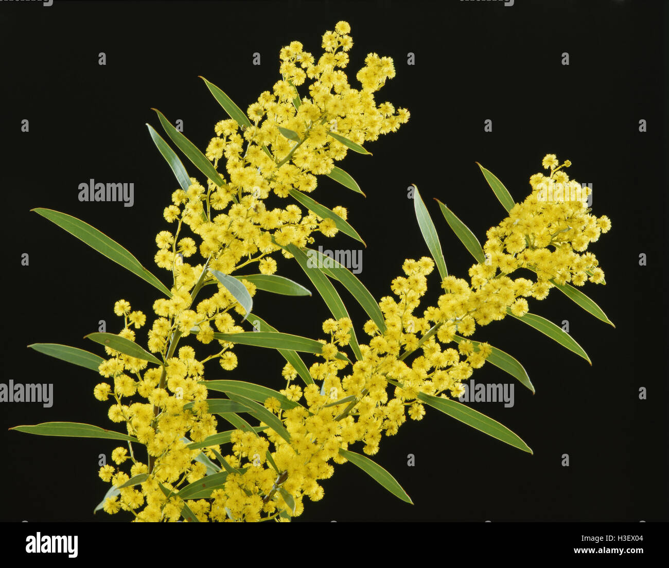 Golden wattle (Acacia pycnantha) Stock Photo