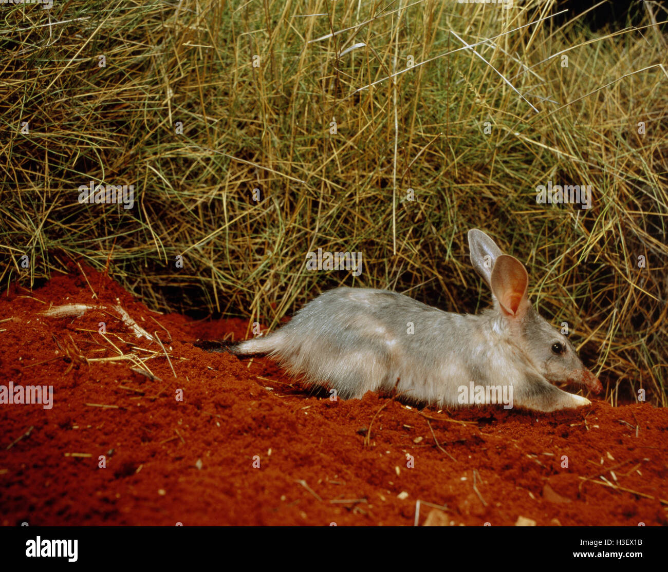 Greater bilby (Macrotis lagotis) Stock Photo