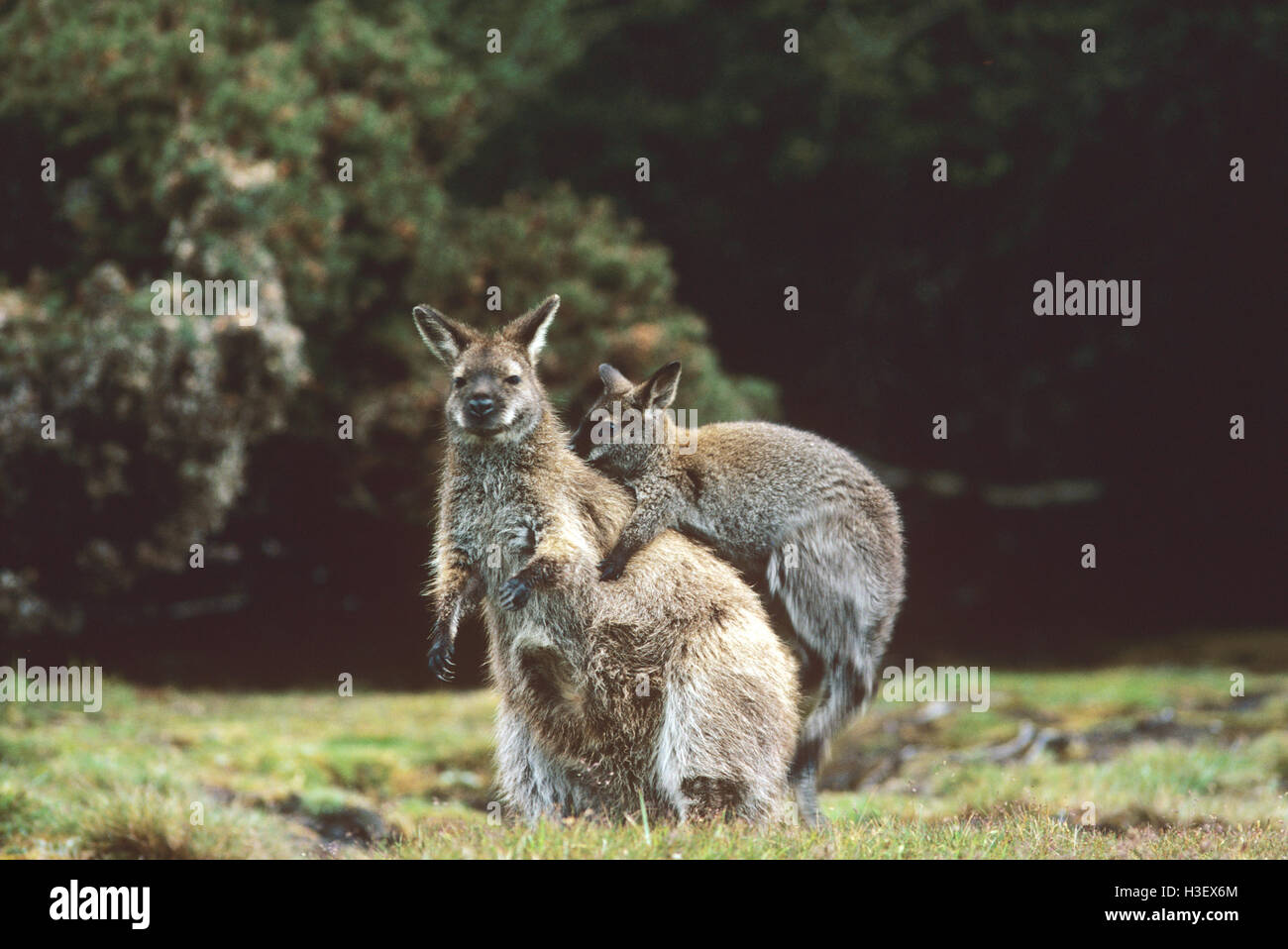 Red-necked wallaby (Macropus rufogriseus rufogriseus) Stock Photo