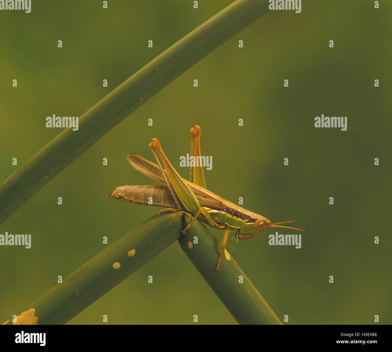 A short-horned grasshopper (fam. Acrididae) Stock Photo