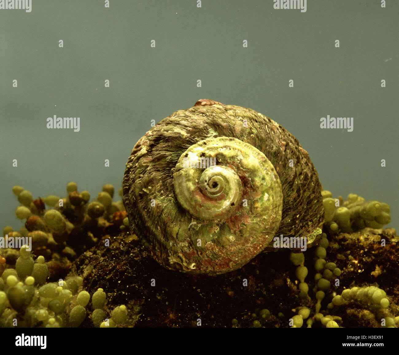 Rough turban snail (Turbo torquatus Stock Photo Alamy