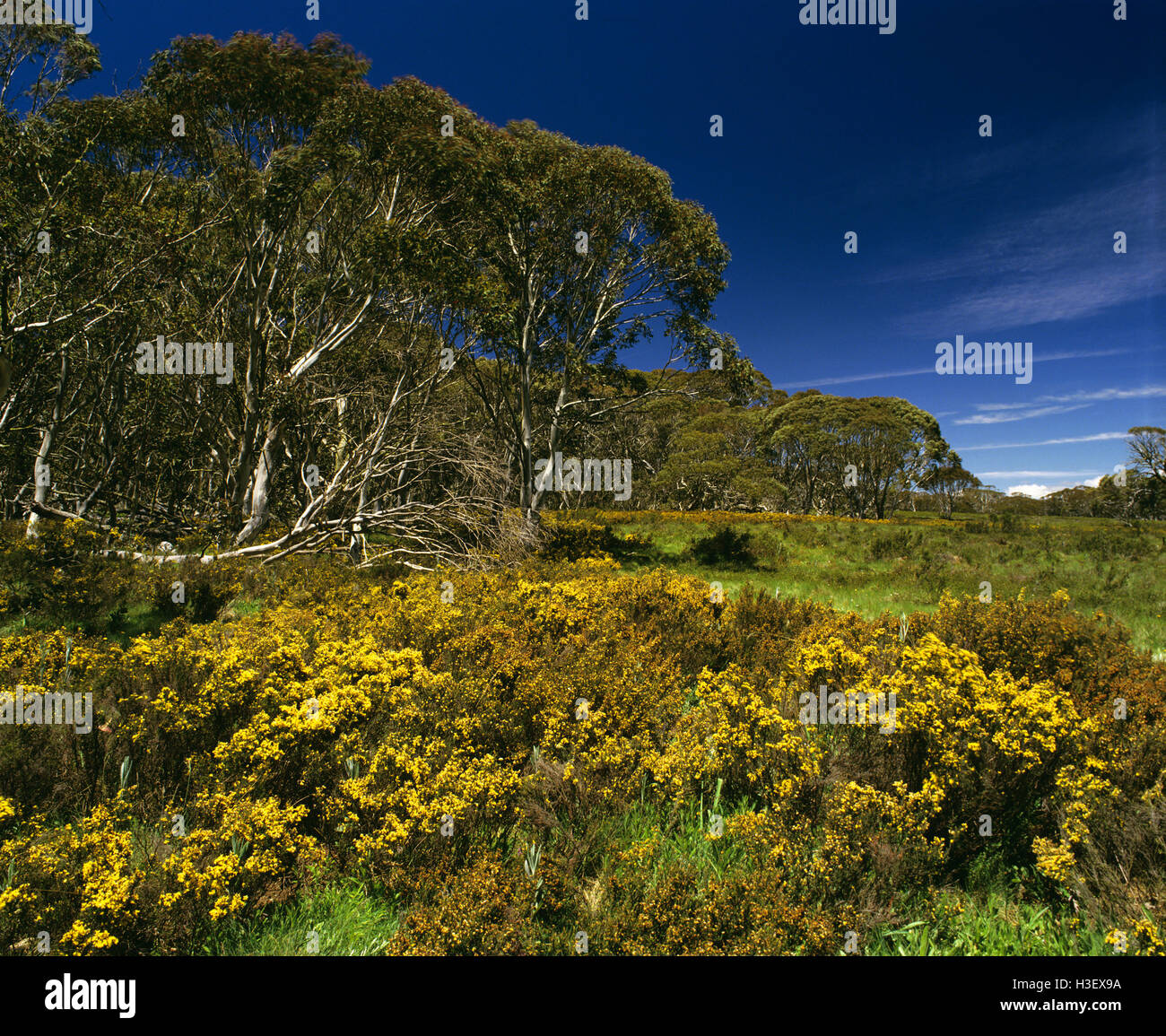 Snow gum (Eucalyptus pauciflora) Stock Photo