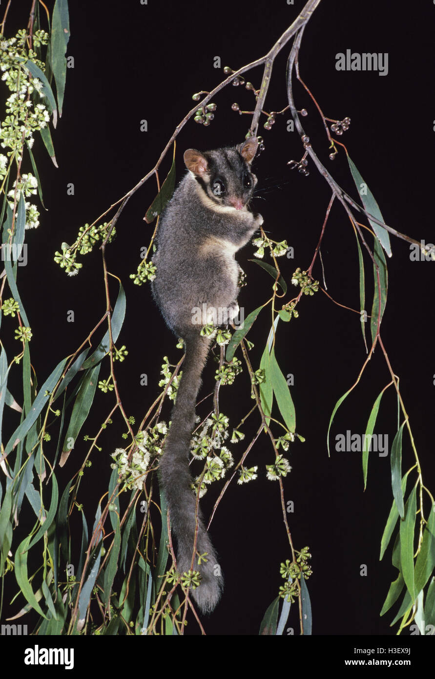 Leadbeaters possum hires stock photography and images Alamy