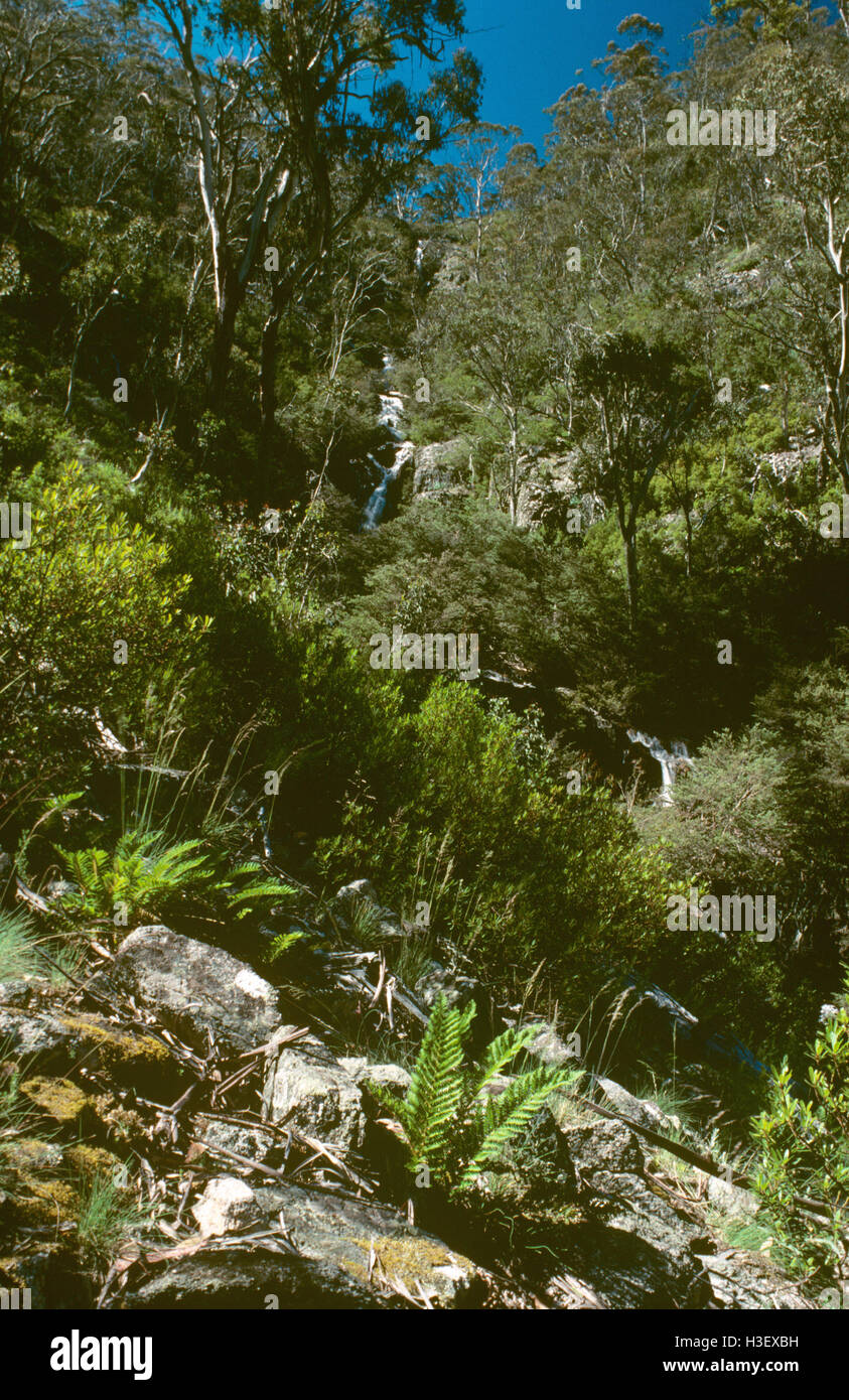 Gimini Creek gully, Stock Photo