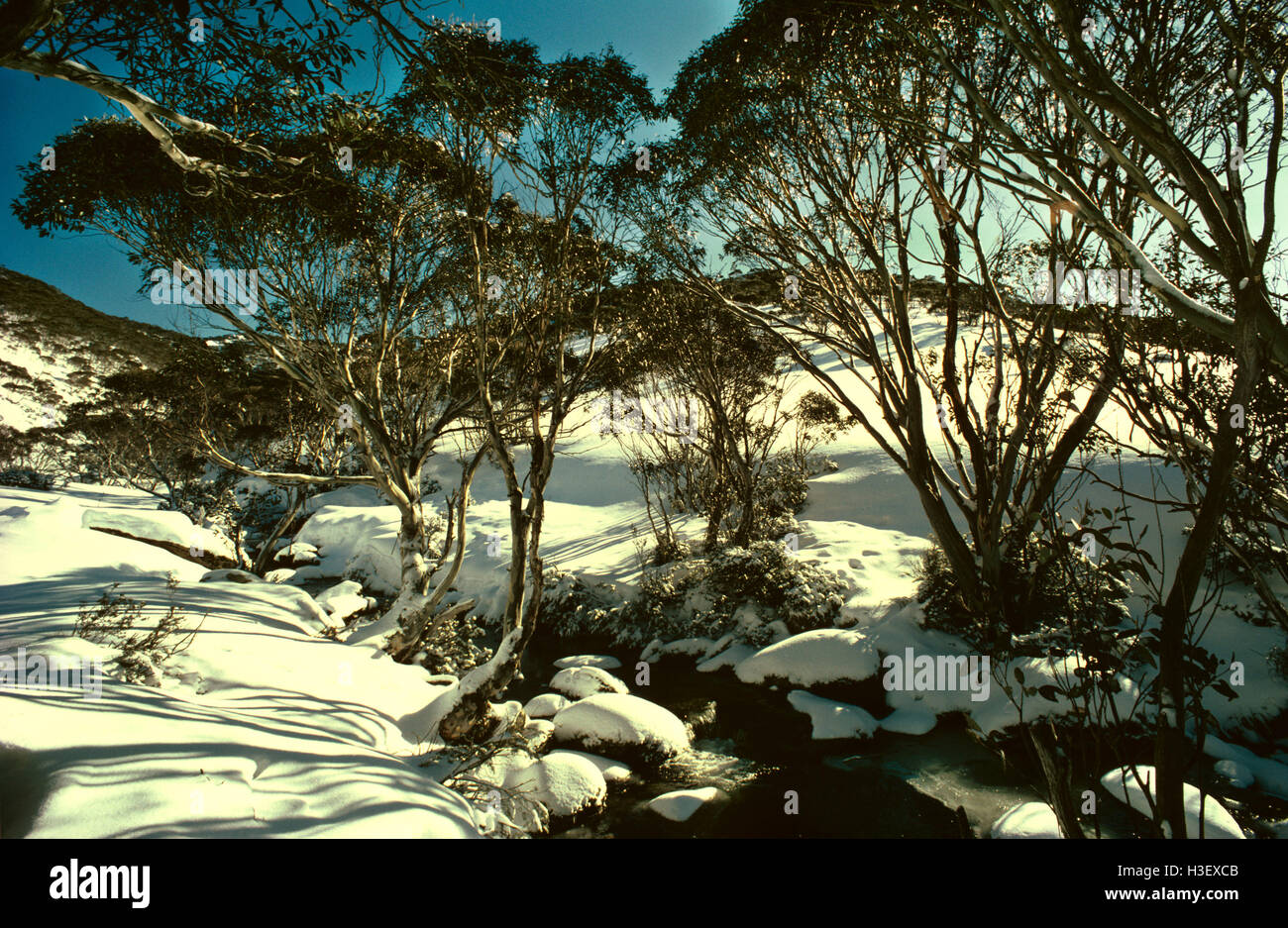 Snow gum (Eucalyptus pauciflora) Stock Photo