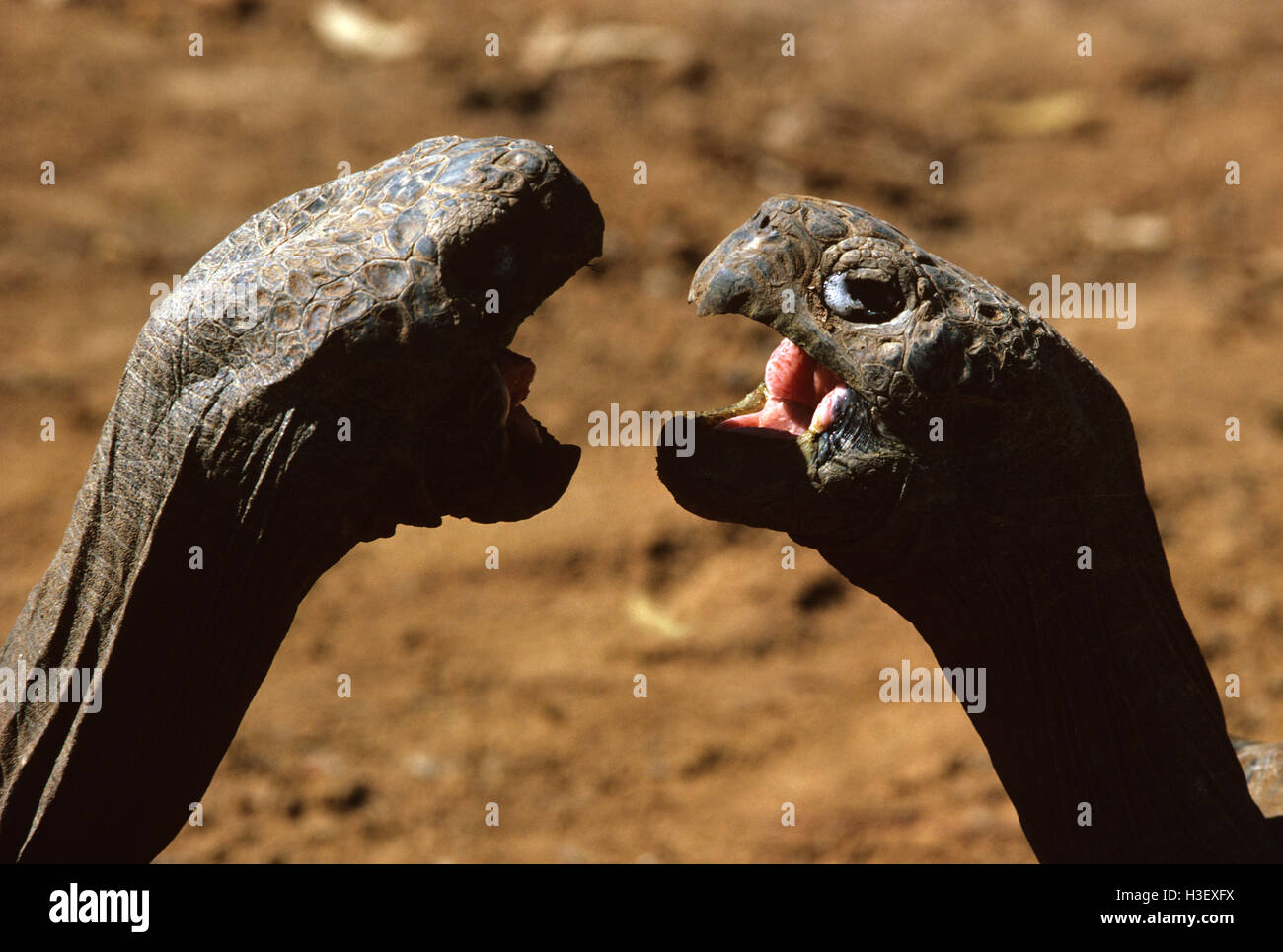Galapagos giant tortoises (Geochelone sp.) Stock Photo