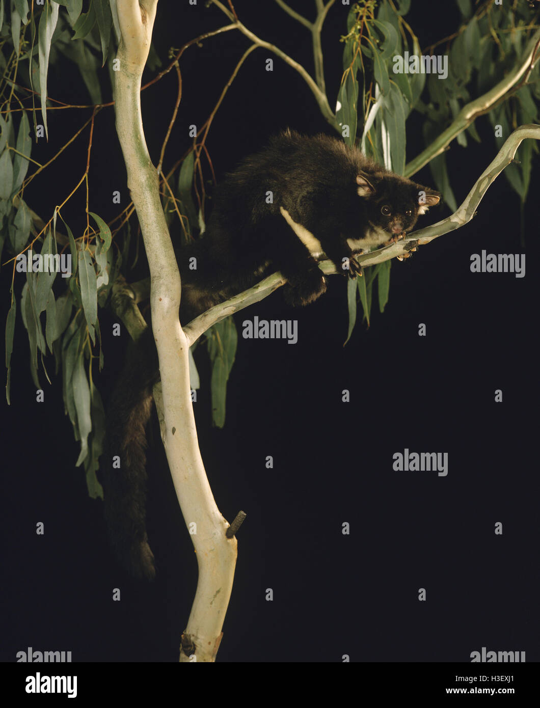 Greater glider hires stock photography and images Alamy