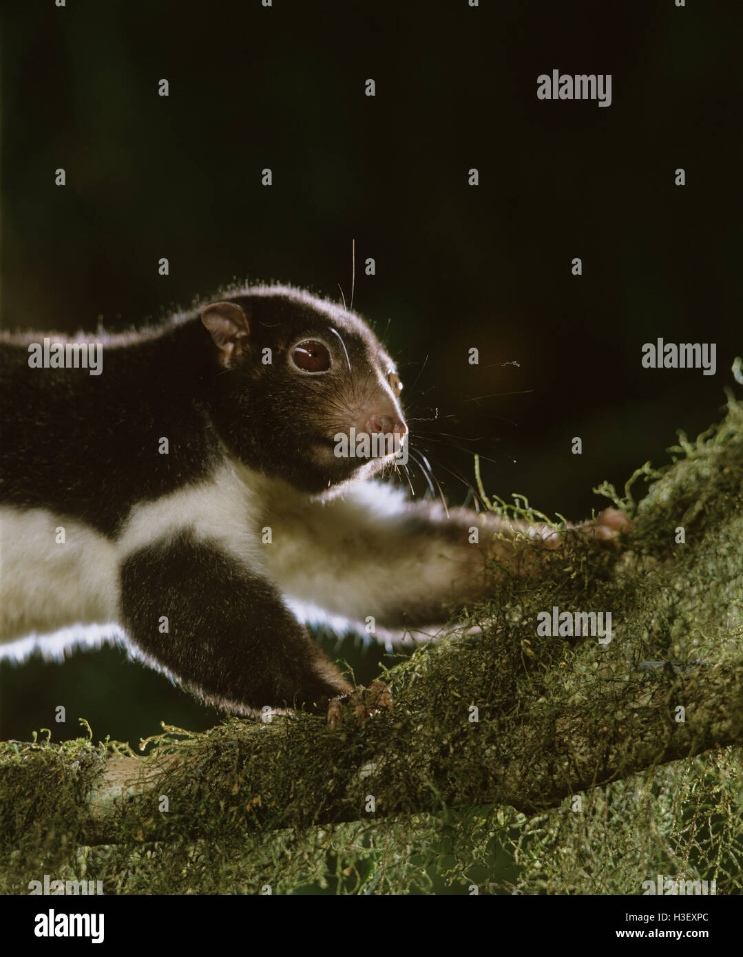Herbert River ringtail possum (Pseudochirulus herbertensis) Stock Photo