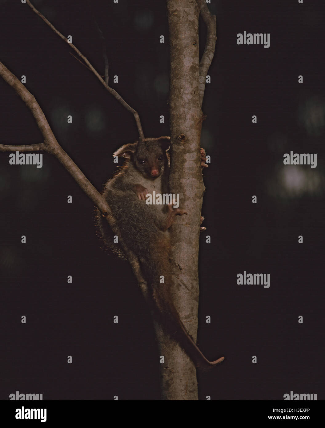 Common brushtail possum (Trichosurus vulpecula) Stock Photo