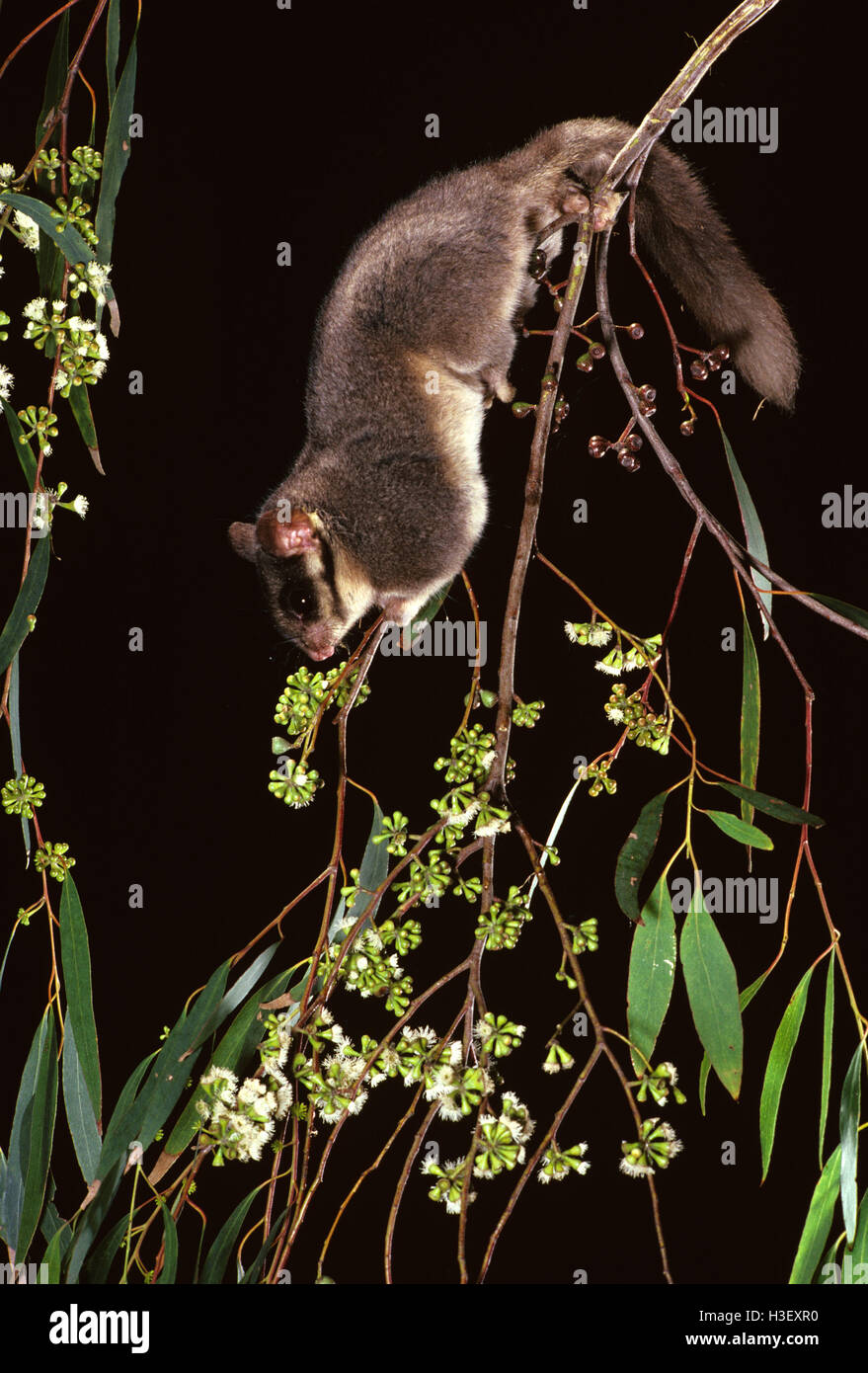 Leadbeater’s possum (Gymnobelideus leadbeateri Stock Photo Alamy
