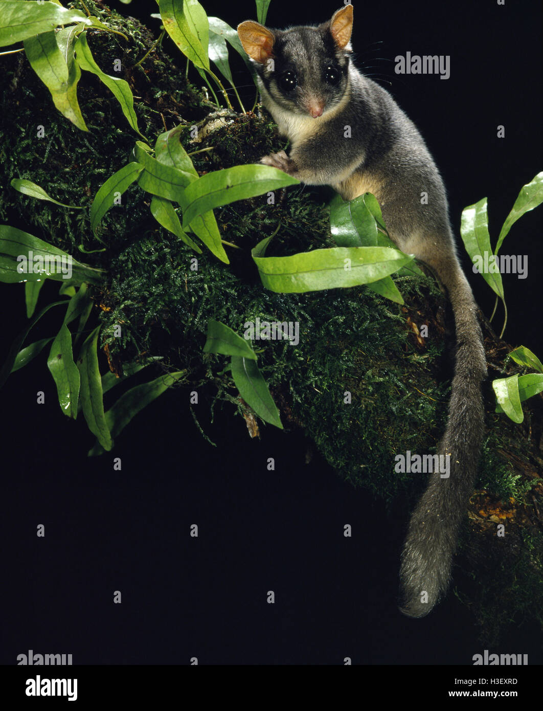 Leadbeater’s possum (Gymnobelideus leadbeateri Stock Photo Alamy
